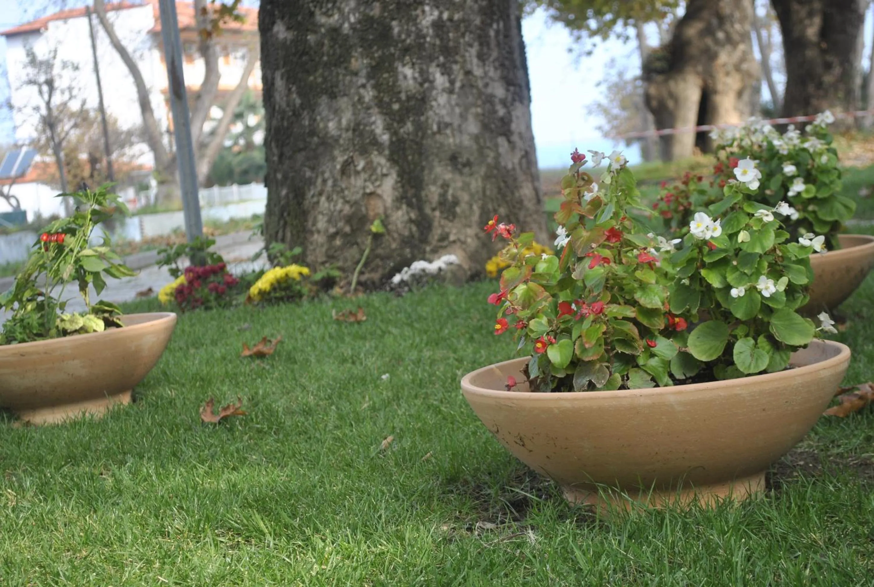 Natural landscape in Hotel Ifigenia