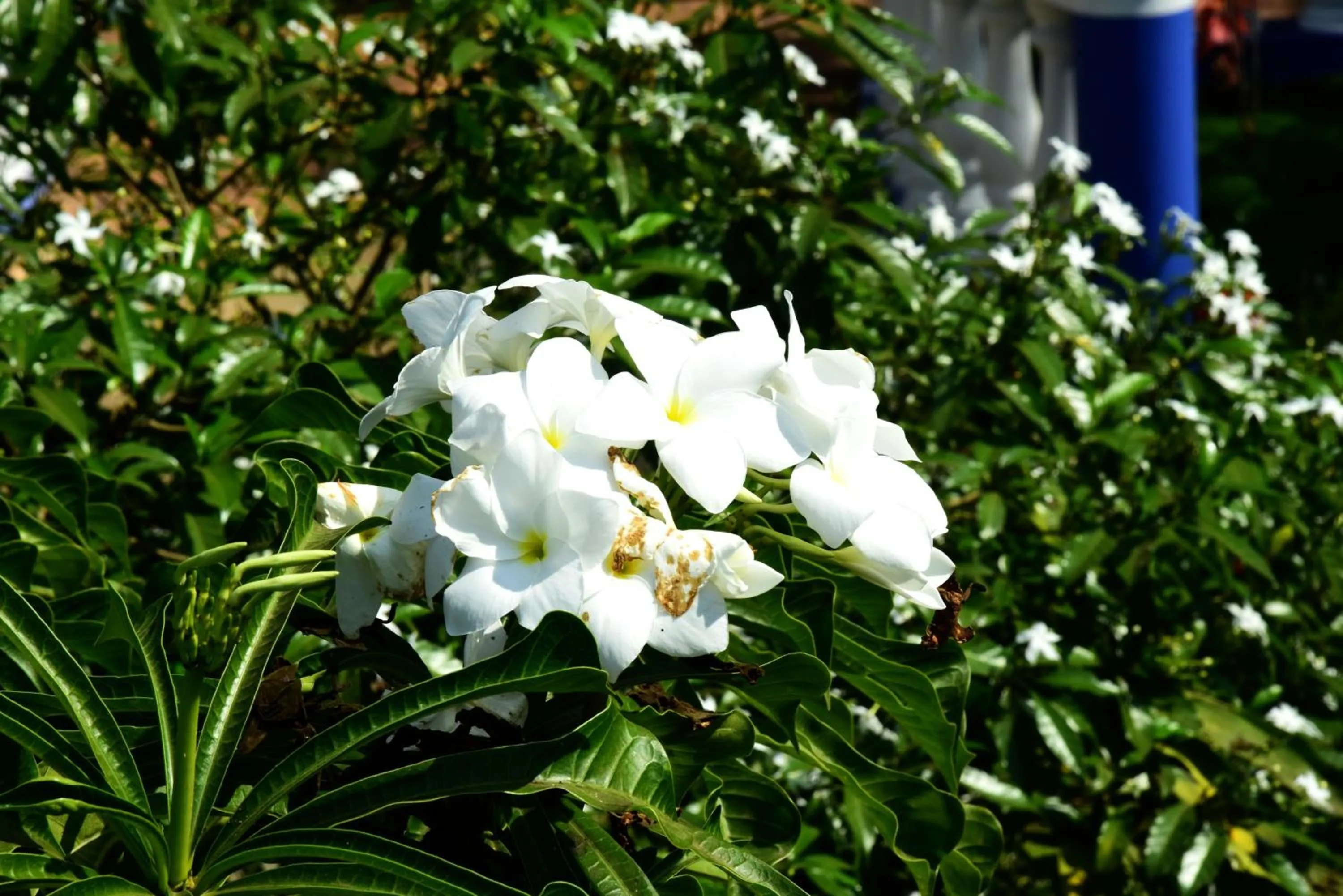 Garden in Mayflower Beach Resort
