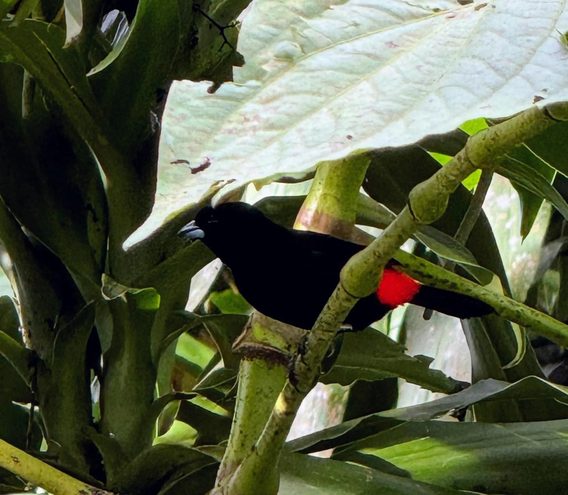 Natural landscape in Residencias Arenal