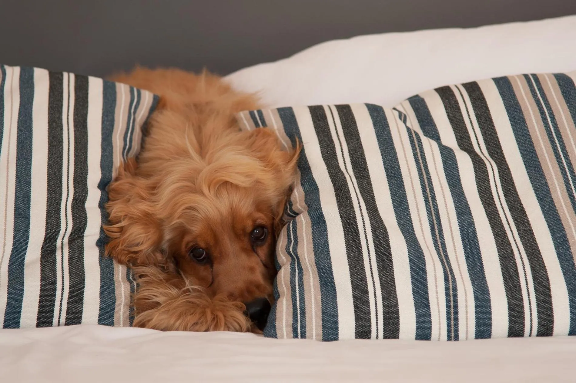 Animals in Marina di Scarlino Resort