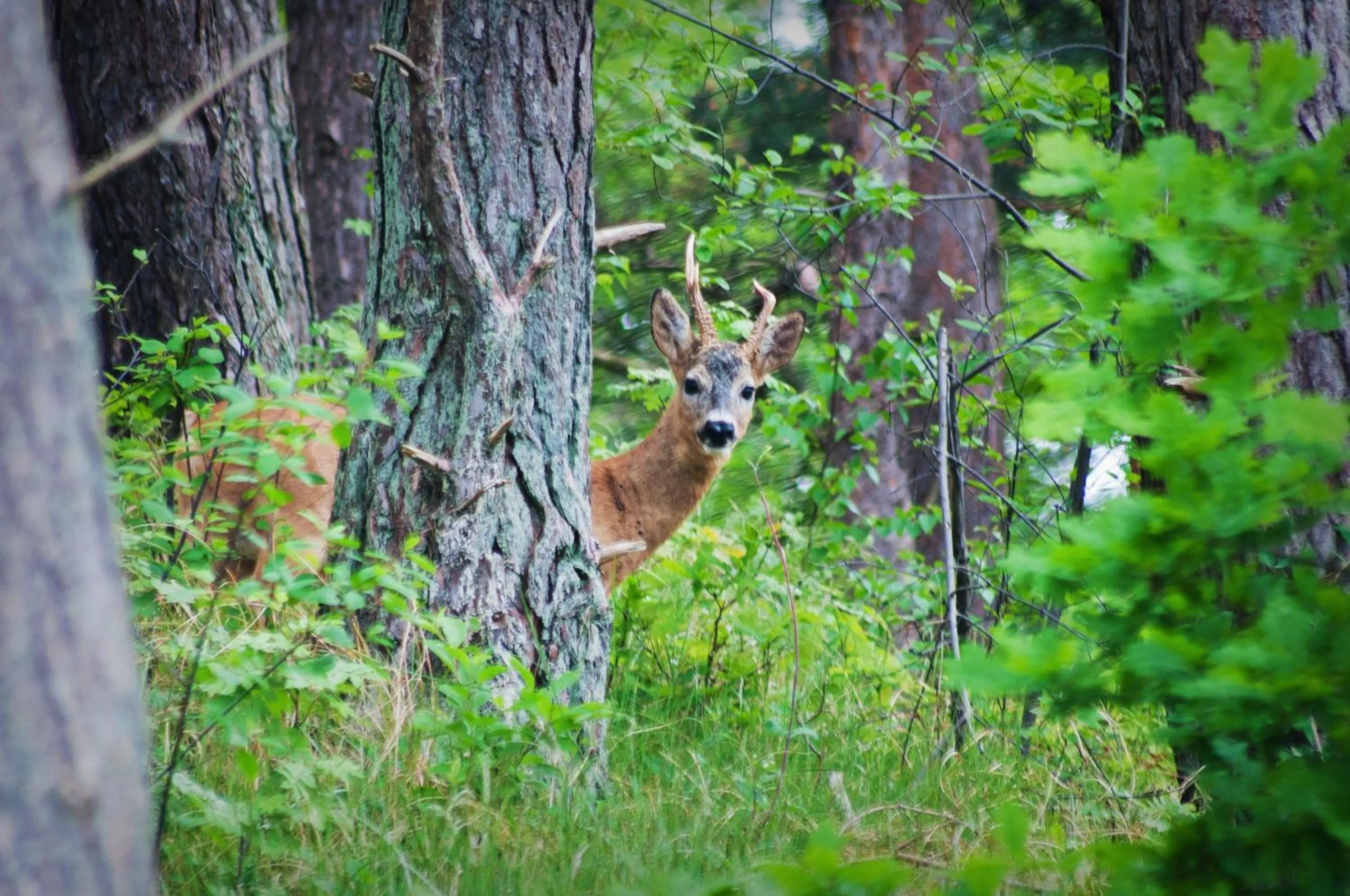 Animals in Upstalsboom Hotel Strandidyll