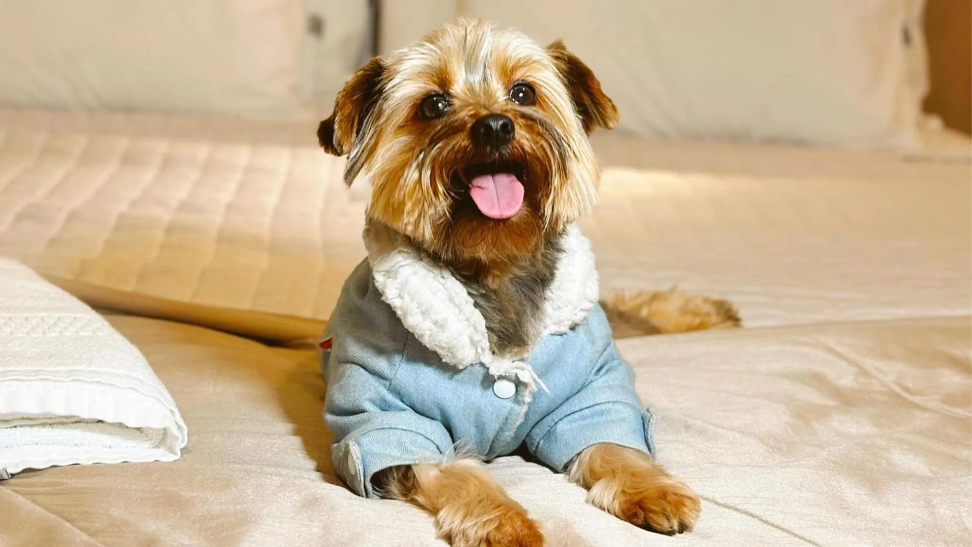 pet friendly in Hotel Fioreze Origem