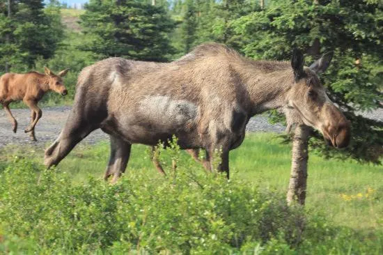 Natural landscape in Denali Park Hotel