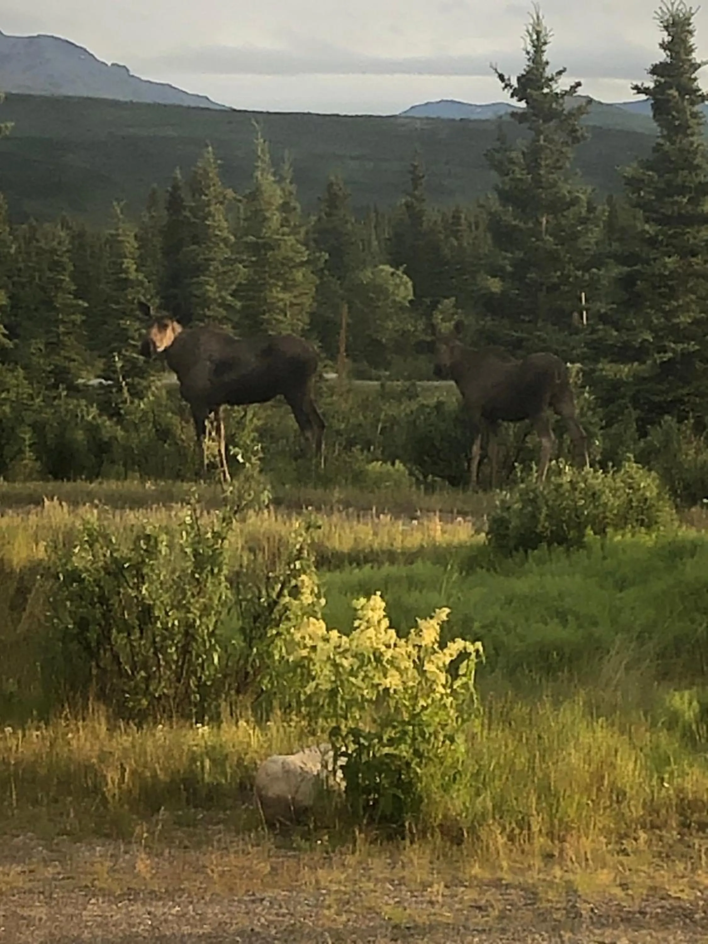 Natural landscape in Denali Park Hotel