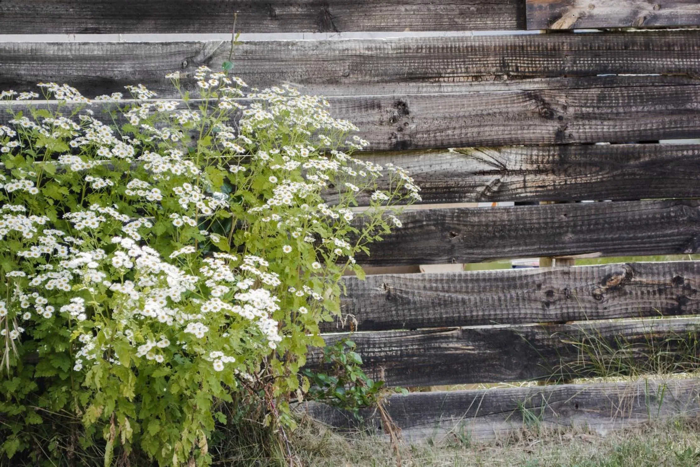 Crackenback Farm Guesthouse