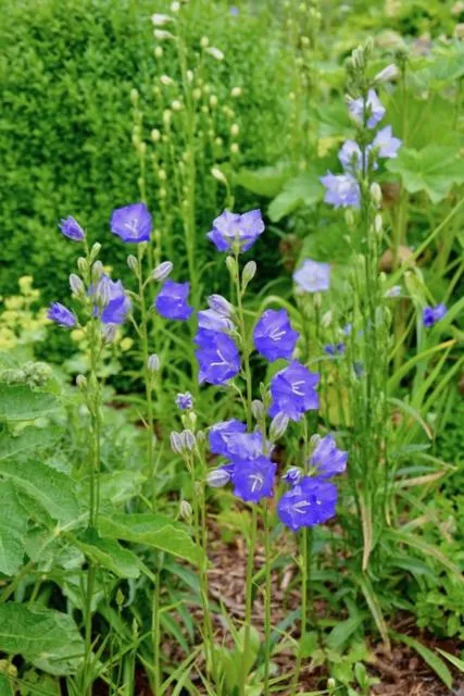 Garden in Gaestehaus Kiekmolrin