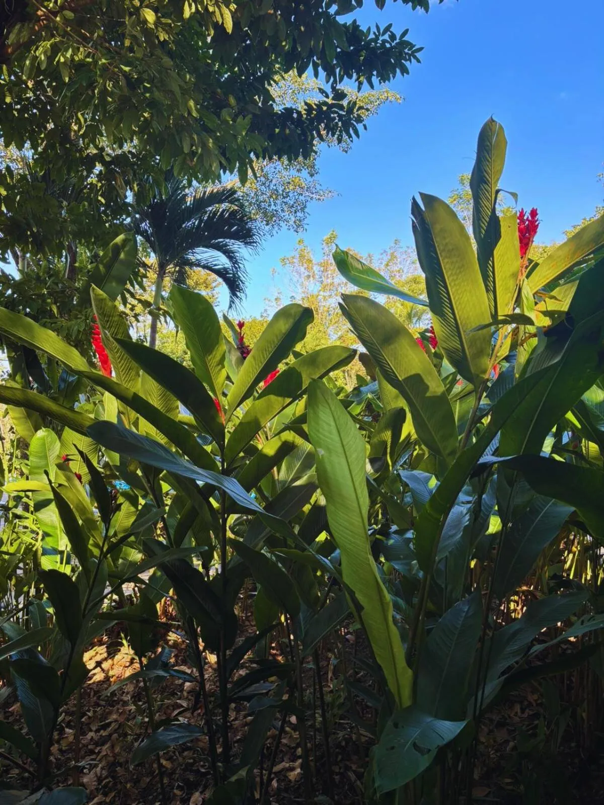 Garden in Hotel La Aldea del Halach Huinic