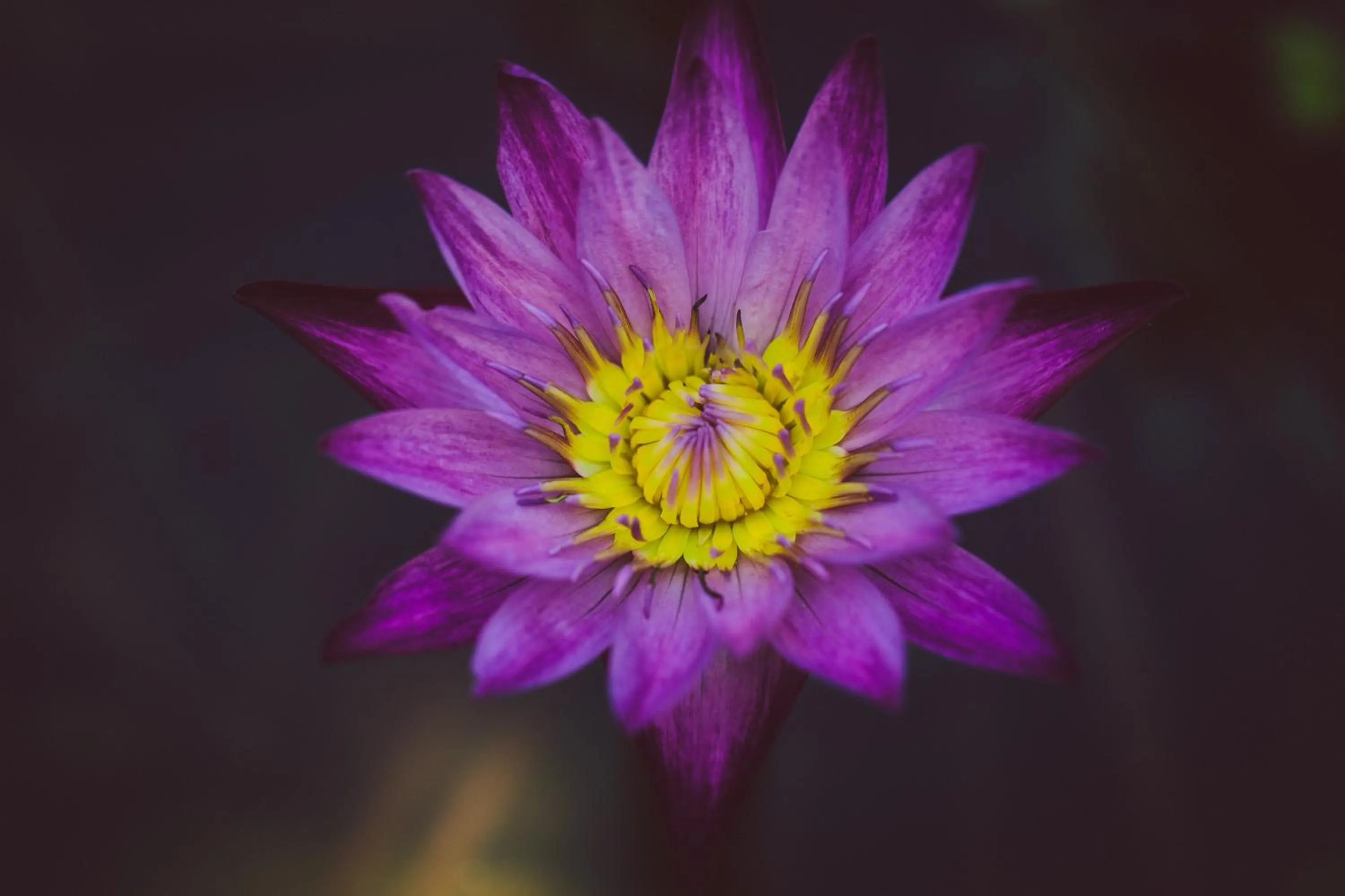 Decorative detail in Koyao Bay Pavilions - Beach Resort and Pool Villas