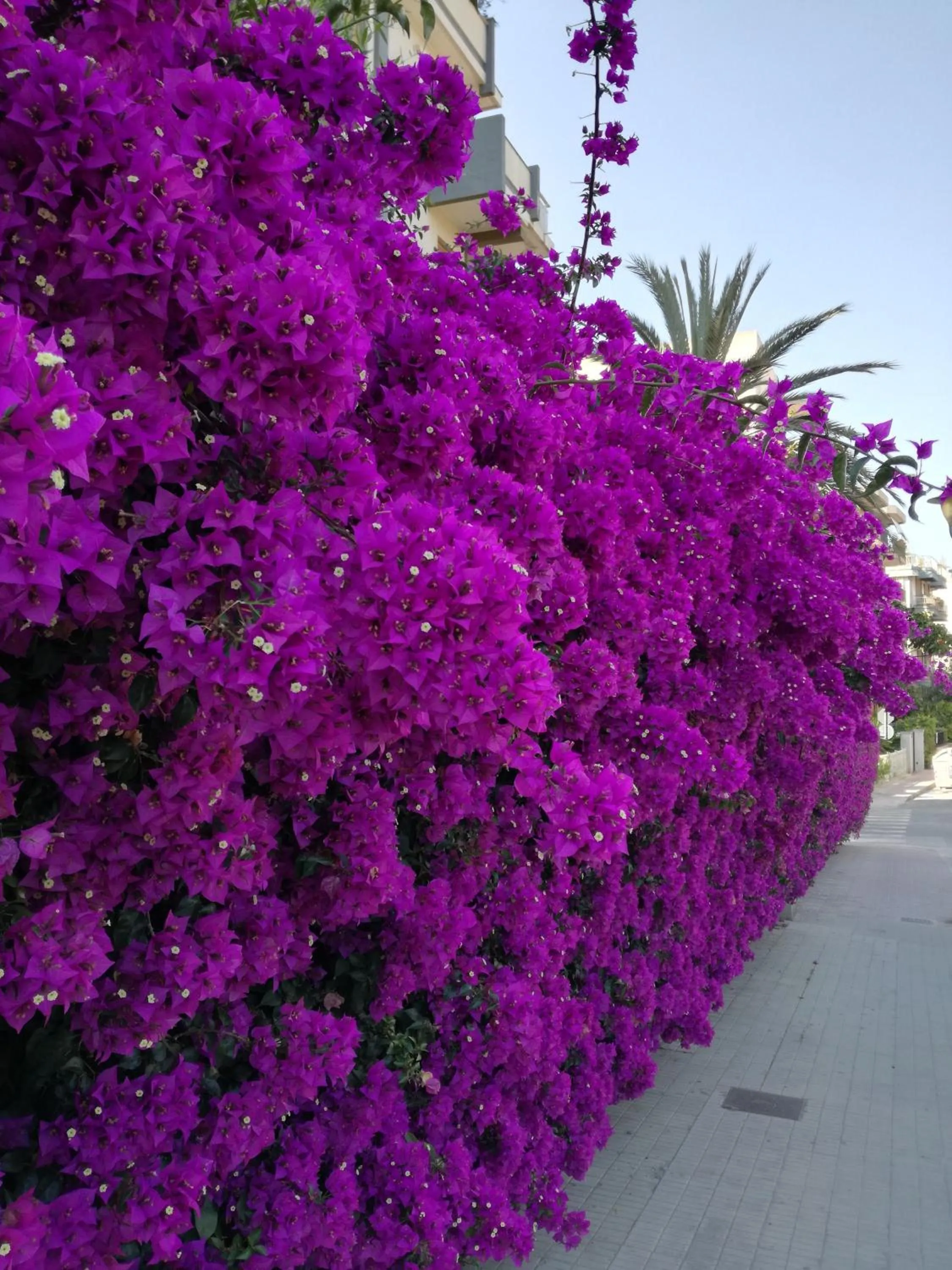 Neighbourhood in Su Murdegu