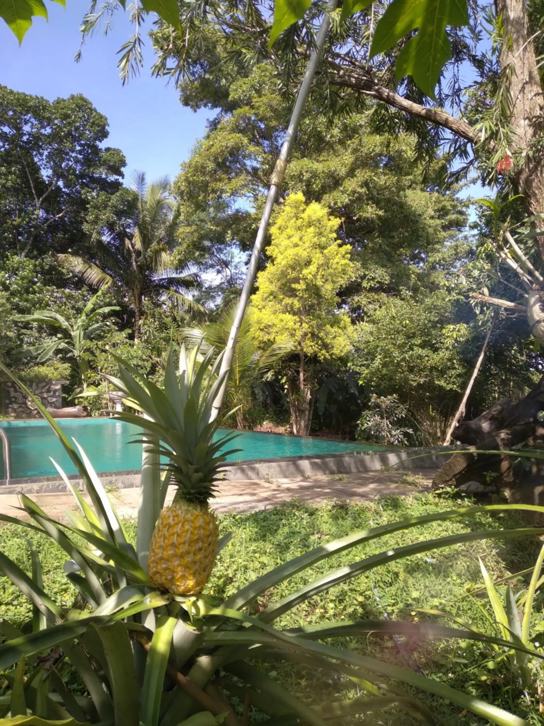 Pool view in Vimanra Udawalawa