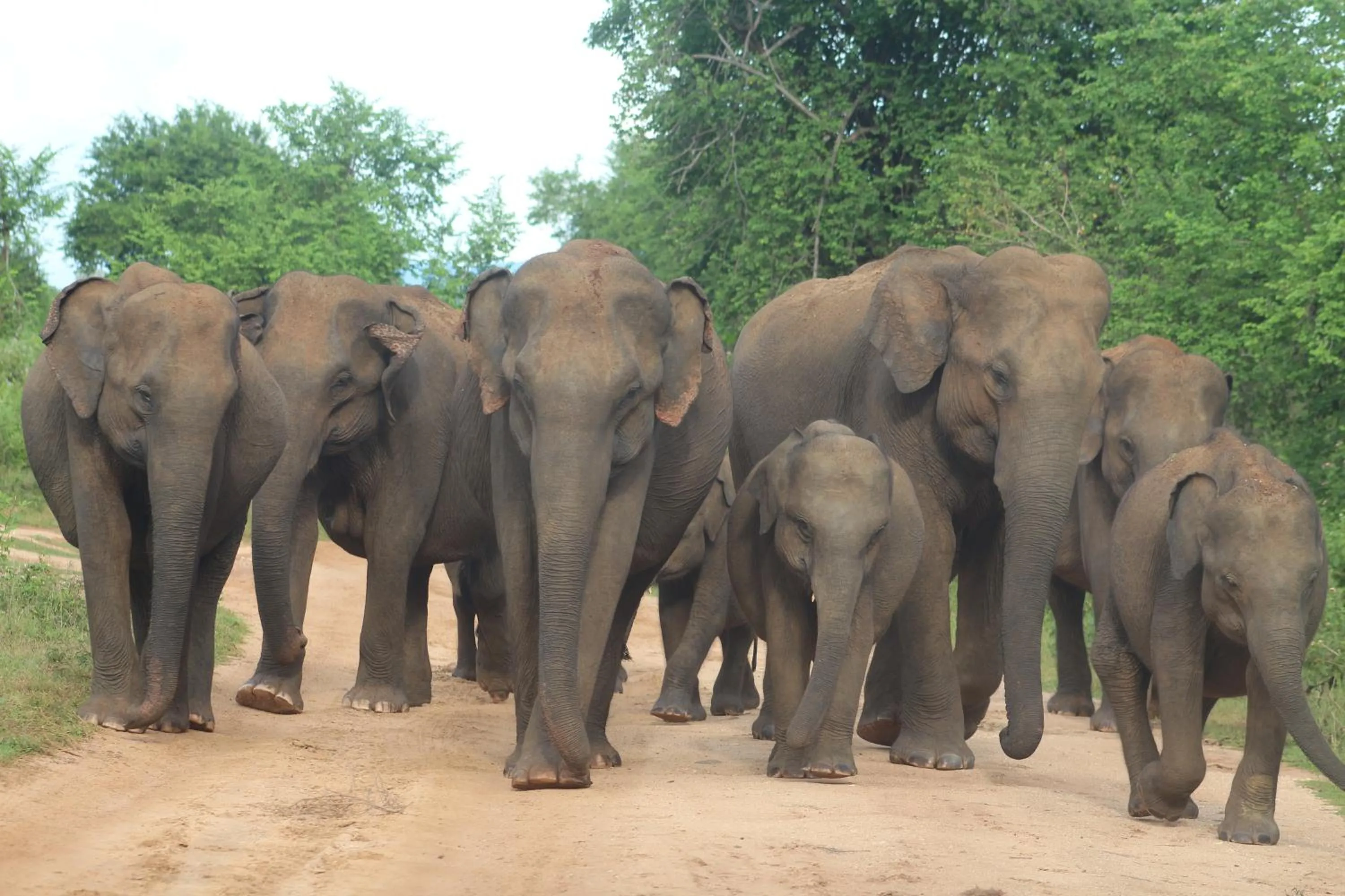 Text overlay in Vimanra Udawalawa