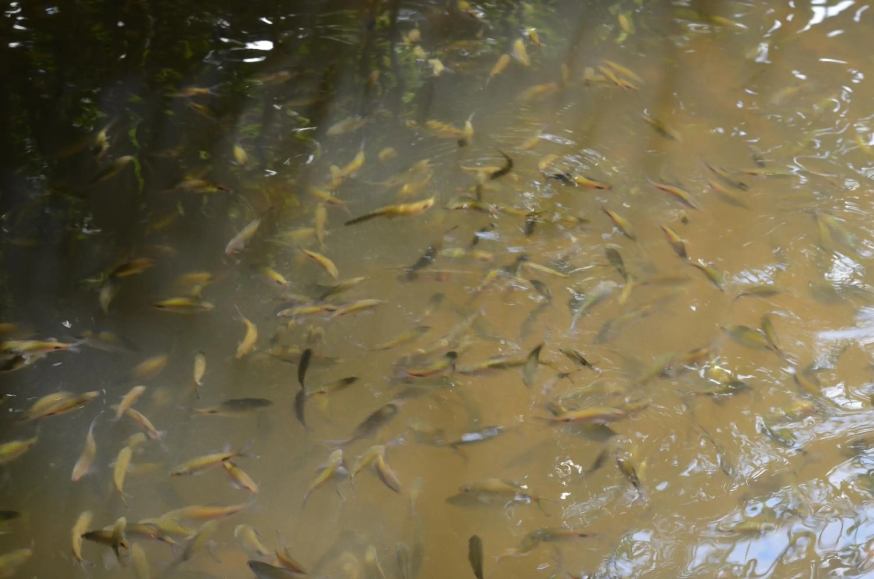 Fishing in Vimanra Udawalawa