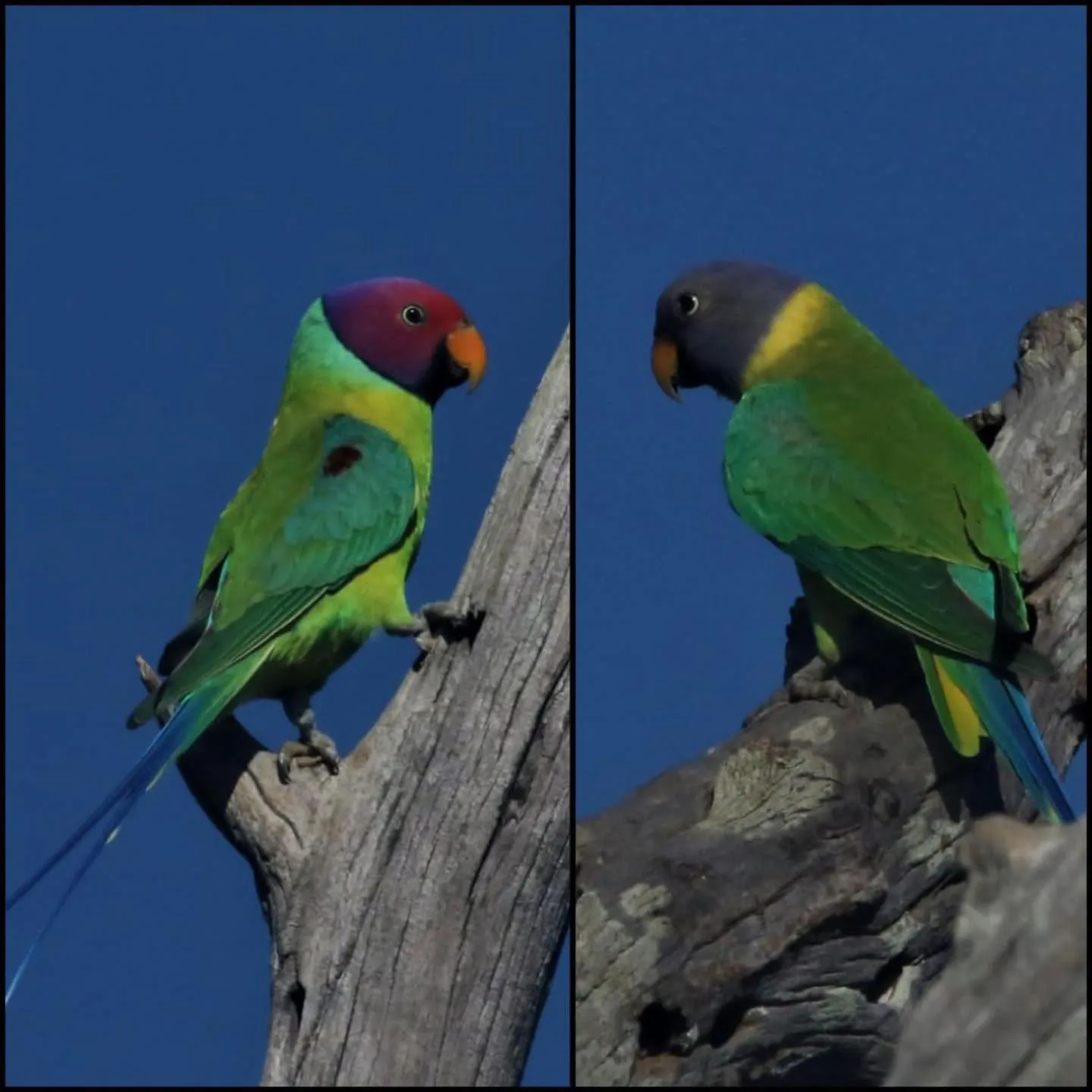 Animals in Vimanra Udawalawa