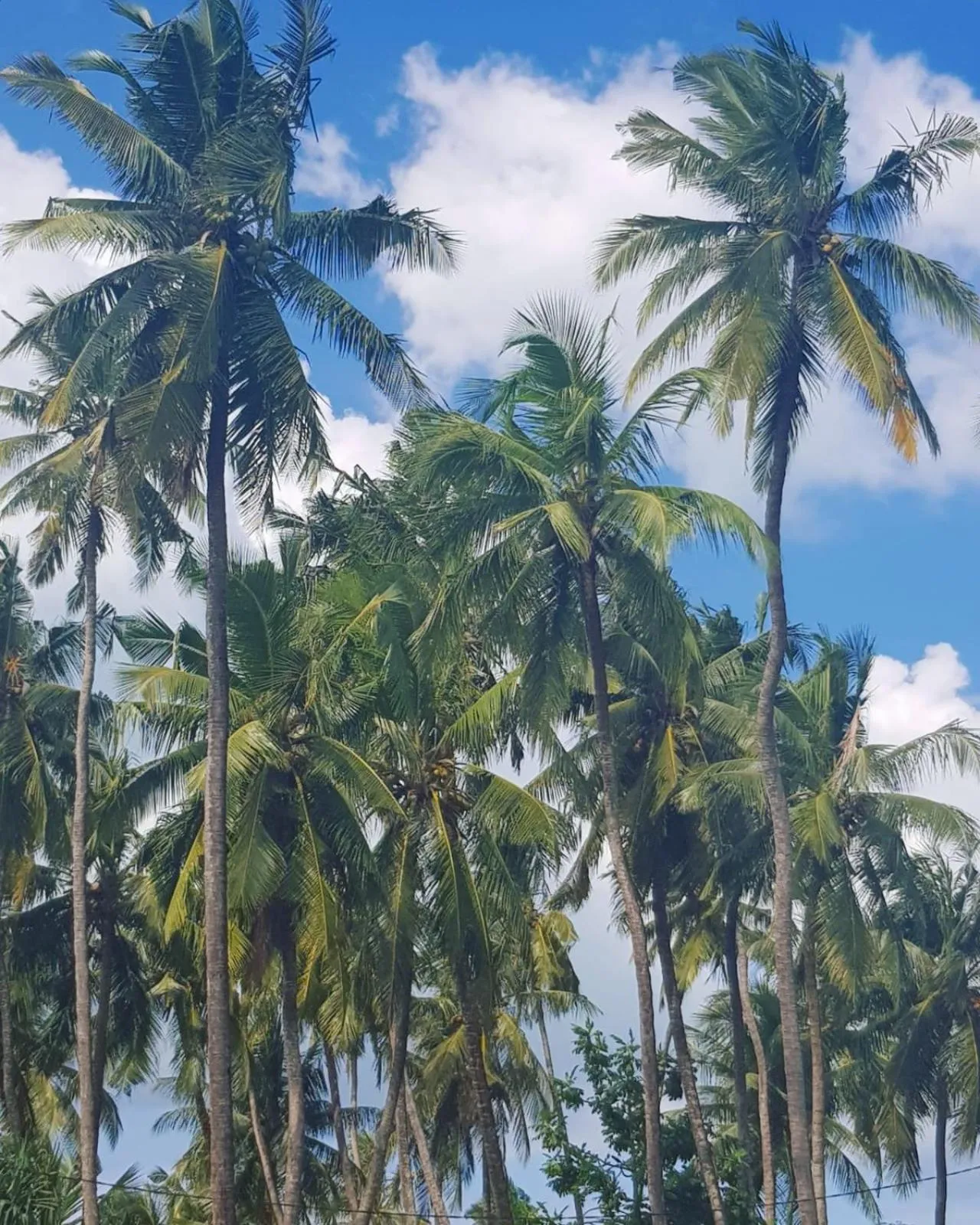 Green's Hostel Nungwi