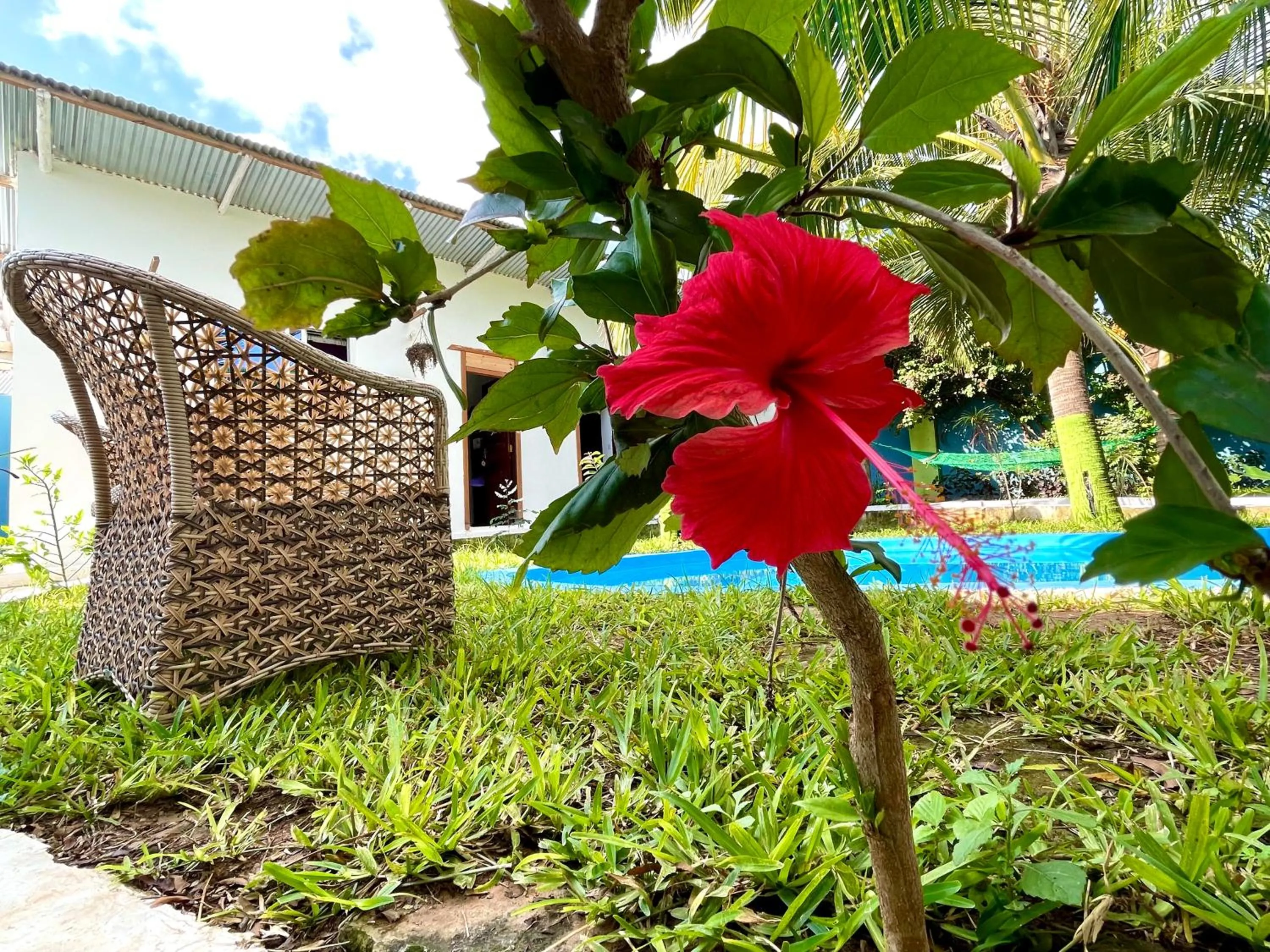 Garden in Green's Hostel Nungwi