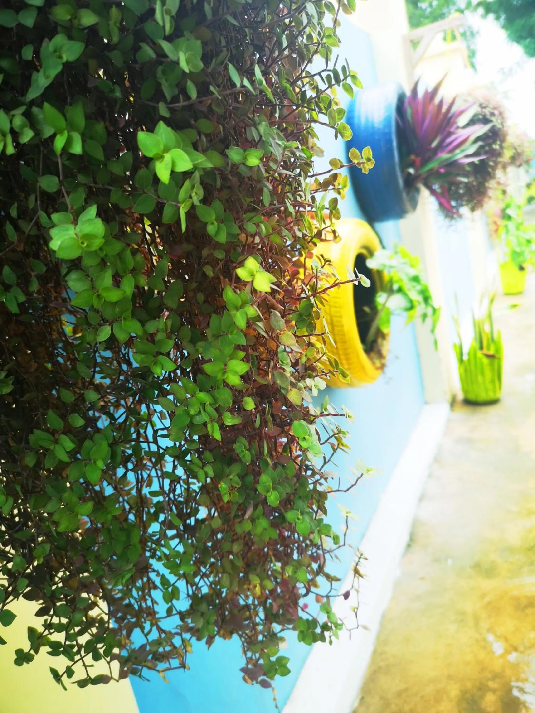 Garden in Green's Hostel Nungwi