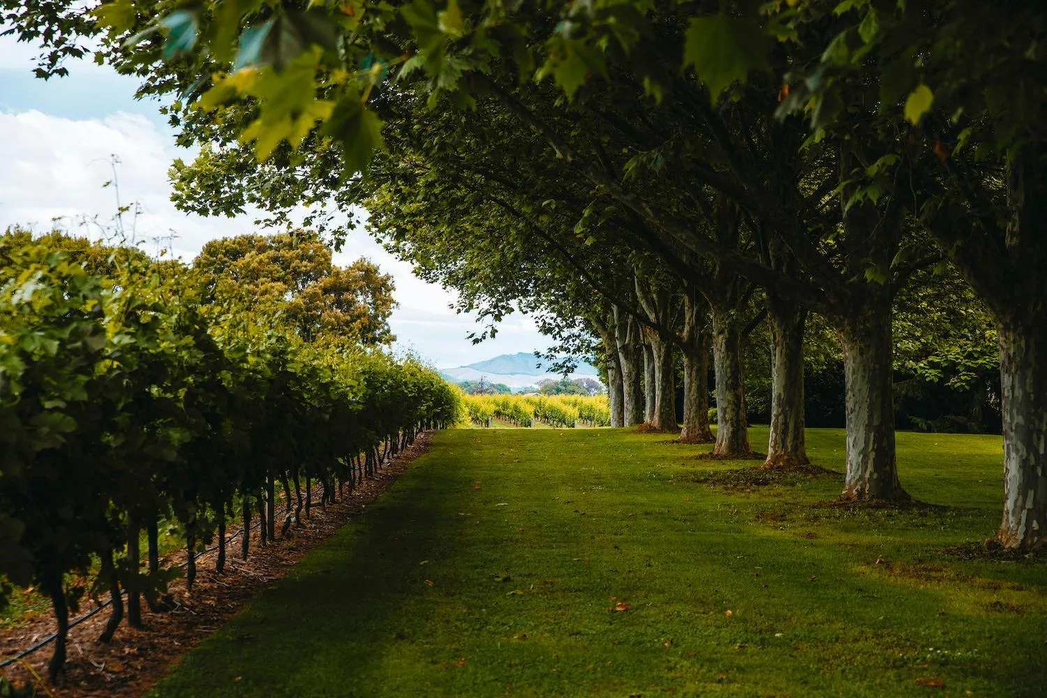 Garden view in The Marlborough