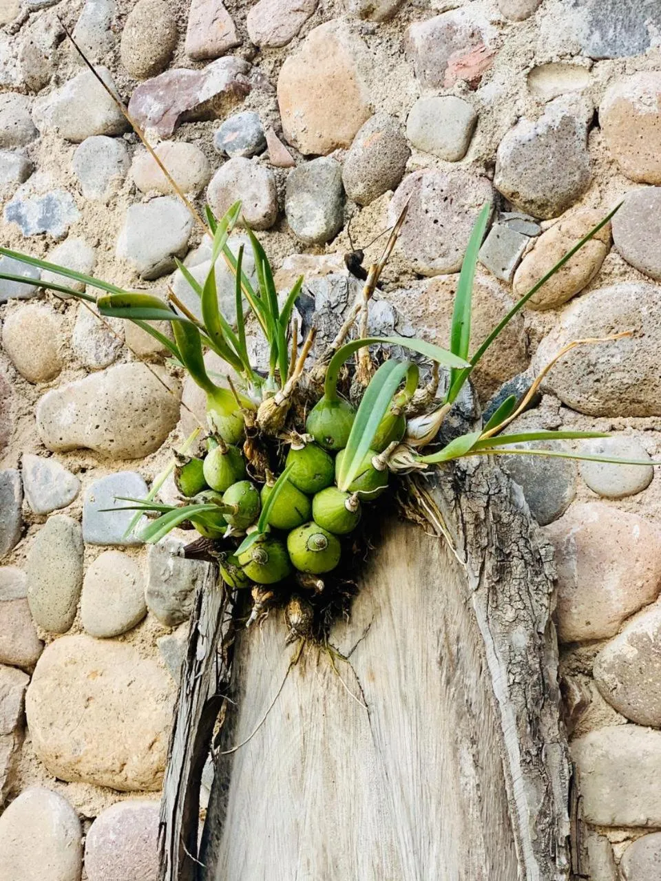 Casa Tía Anita, Hotel Boutique