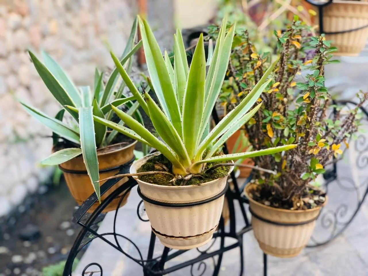 Casa Tía Anita, Hotel Boutique