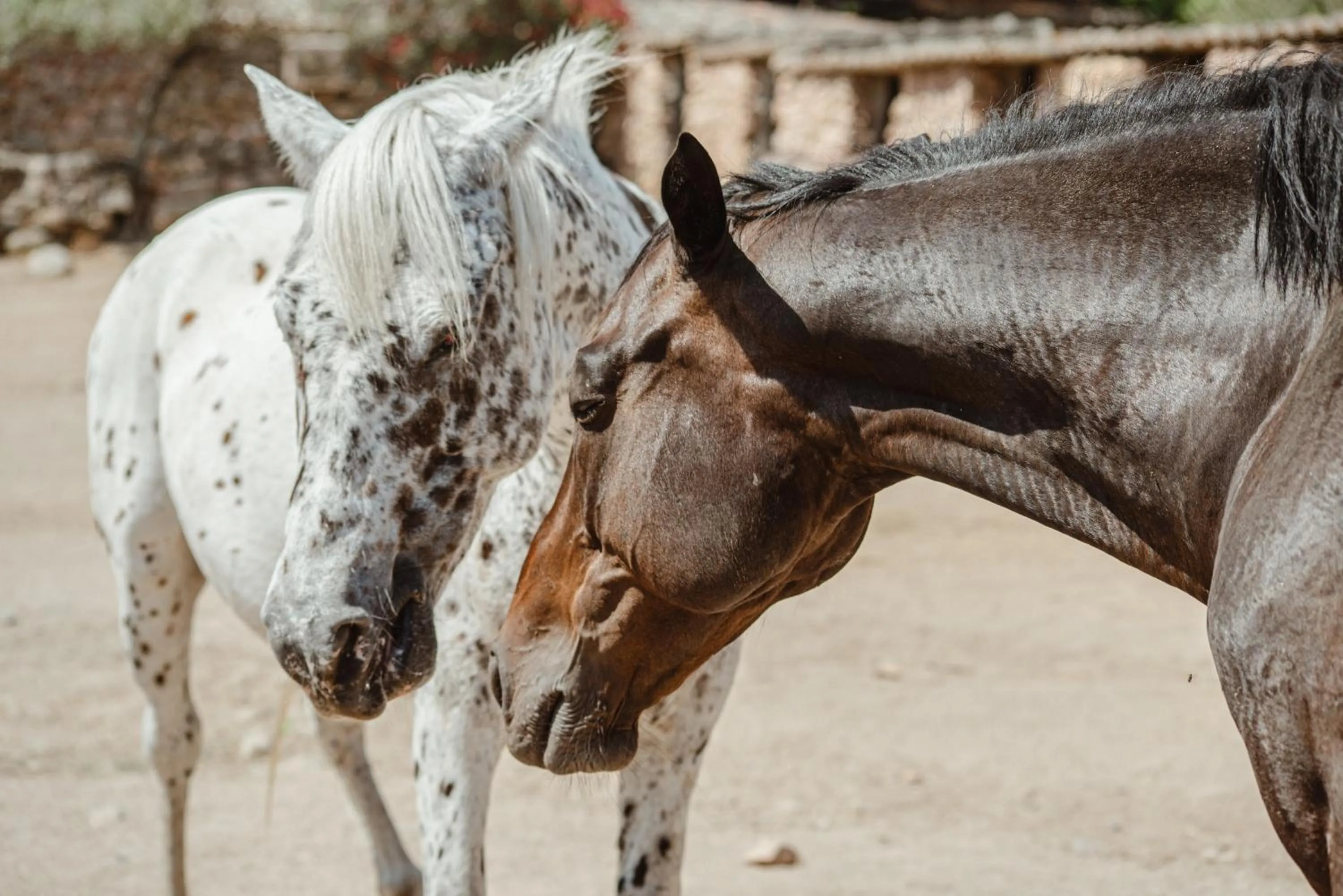 Horse-riding in Ranch Campo Palombaggia