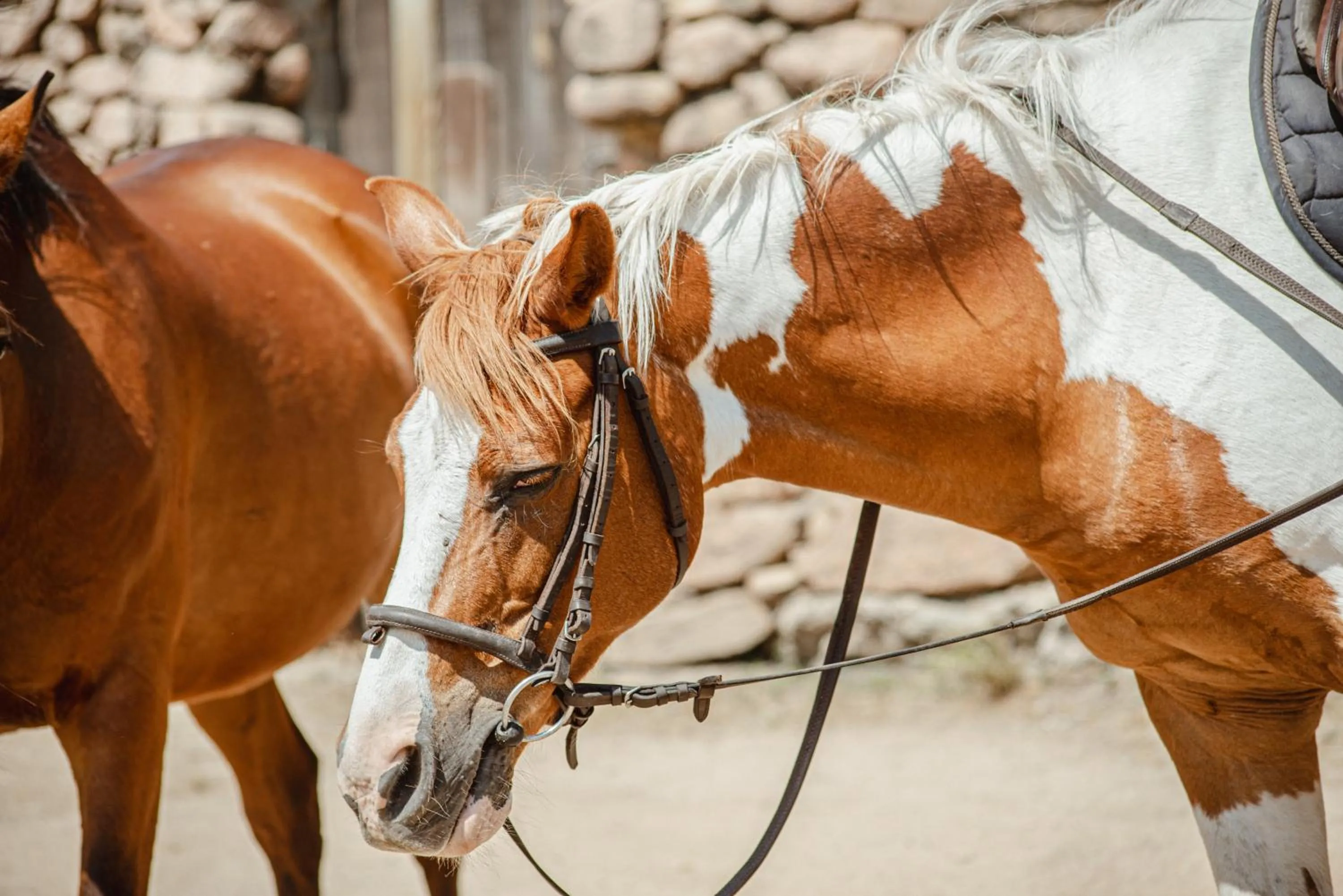 Horse-riding in Ranch Campo Palombaggia