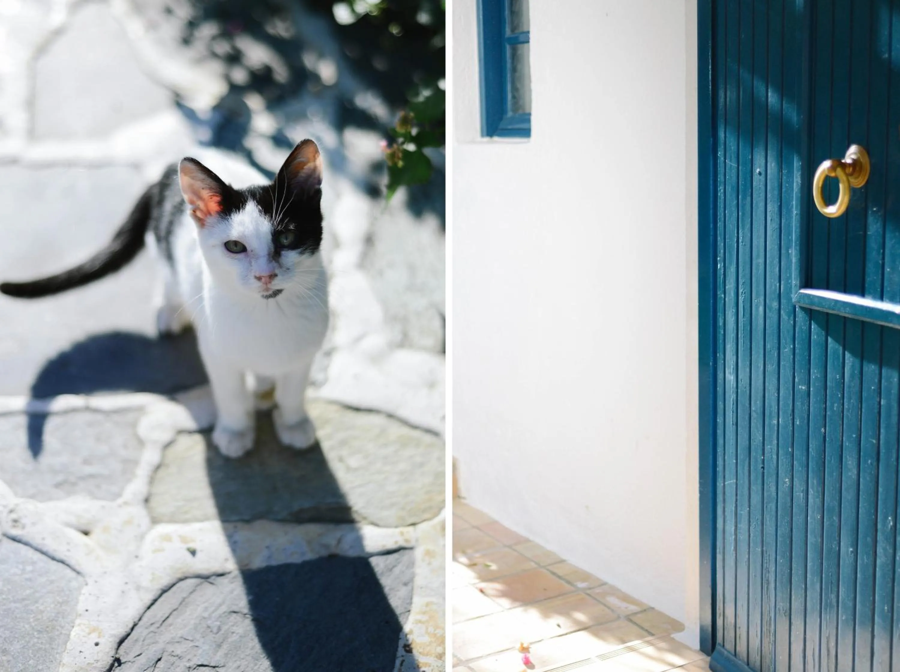 Garden in Villa Ippocampi - Adults Only