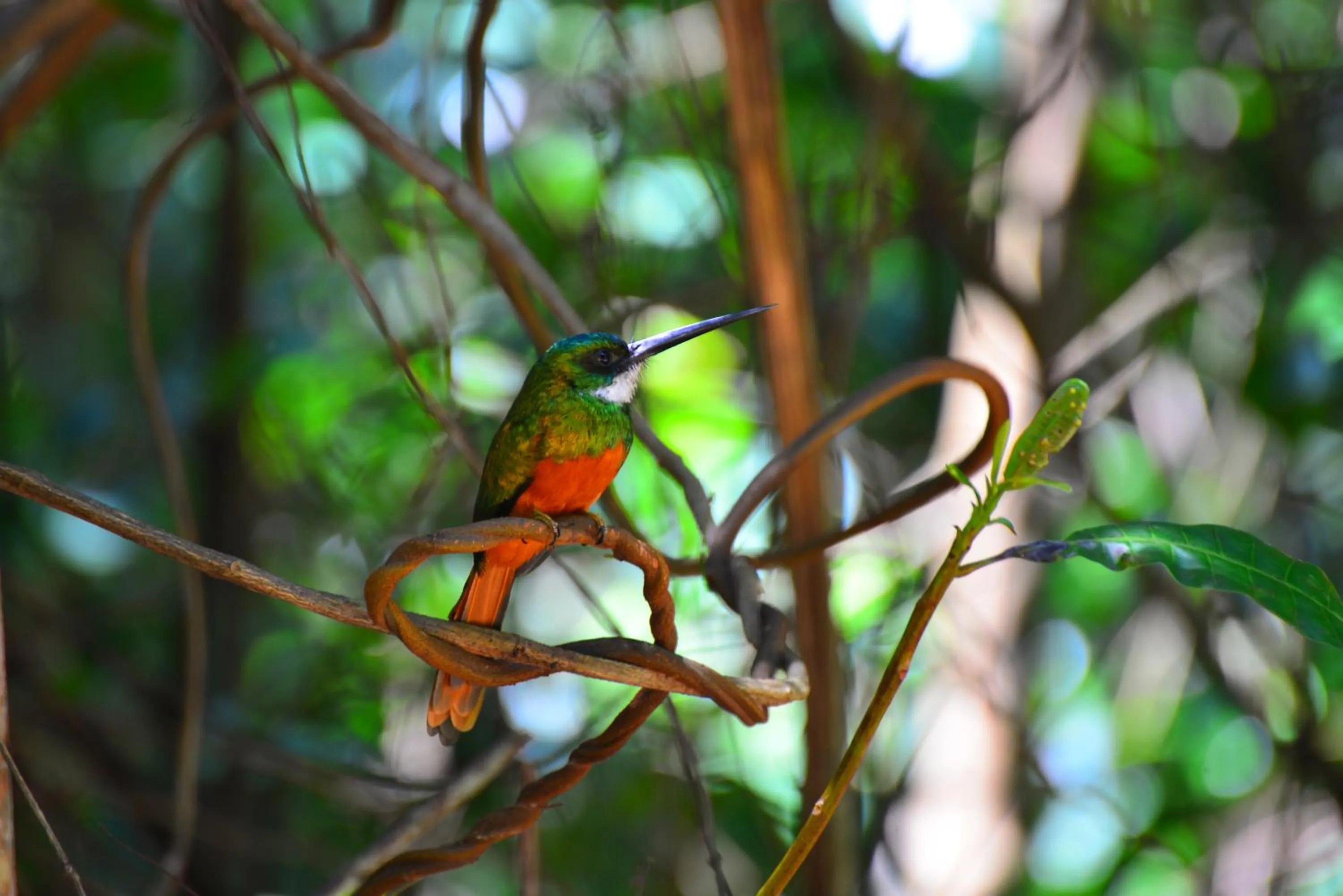 Activities in Pousada do Gunga