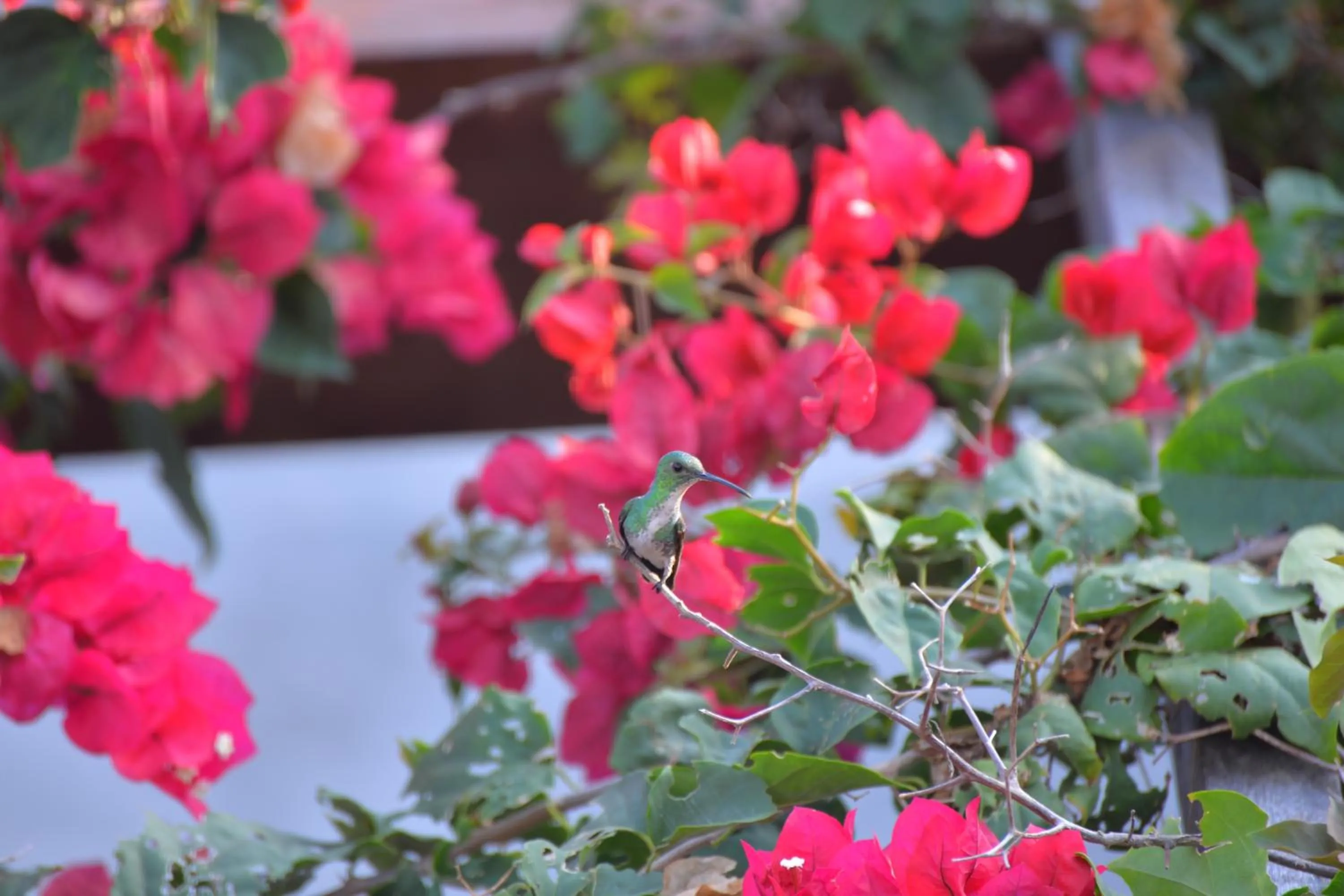 Garden in Pousada do Gunga