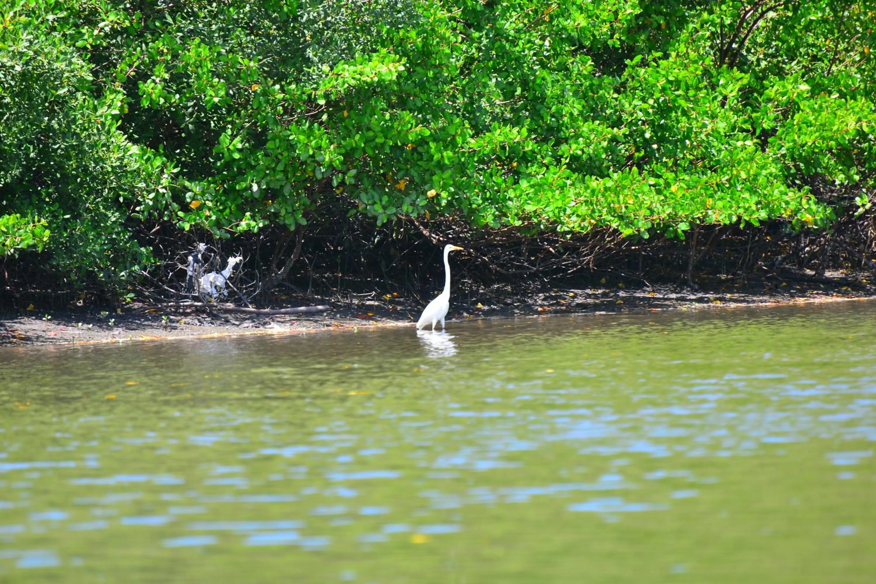 Natural landscape in Pousada do Gunga