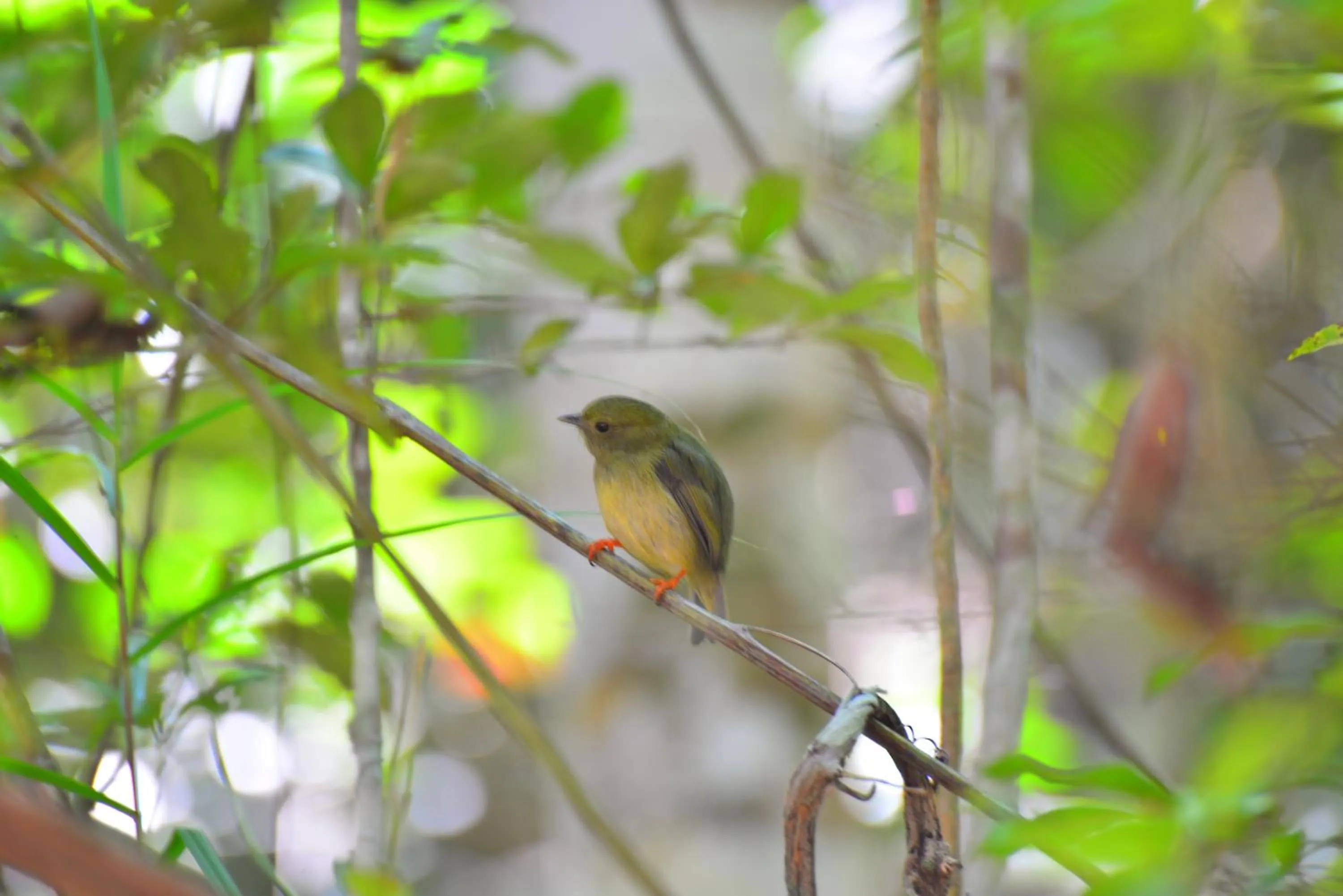 Activities in Pousada do Gunga