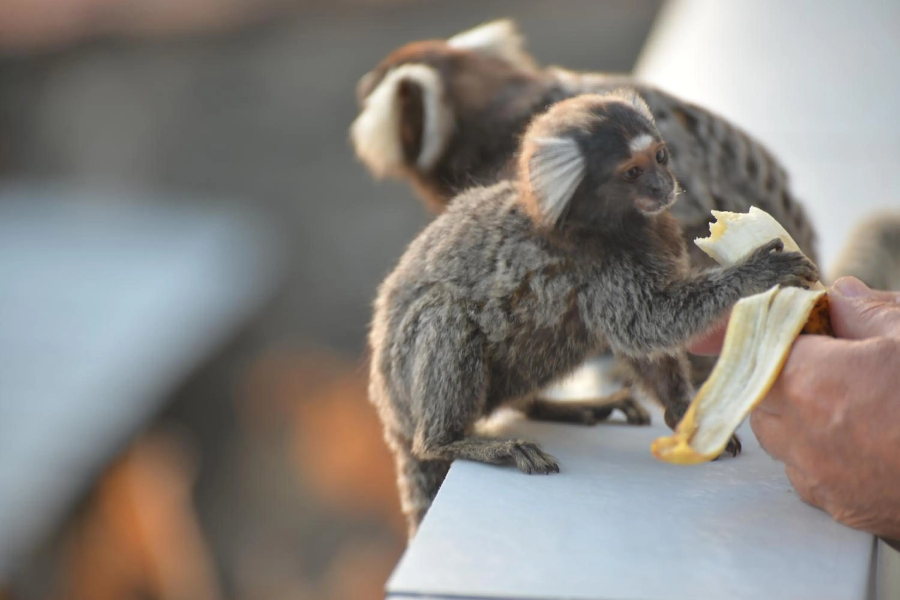 Animals in Pousada do Gunga
