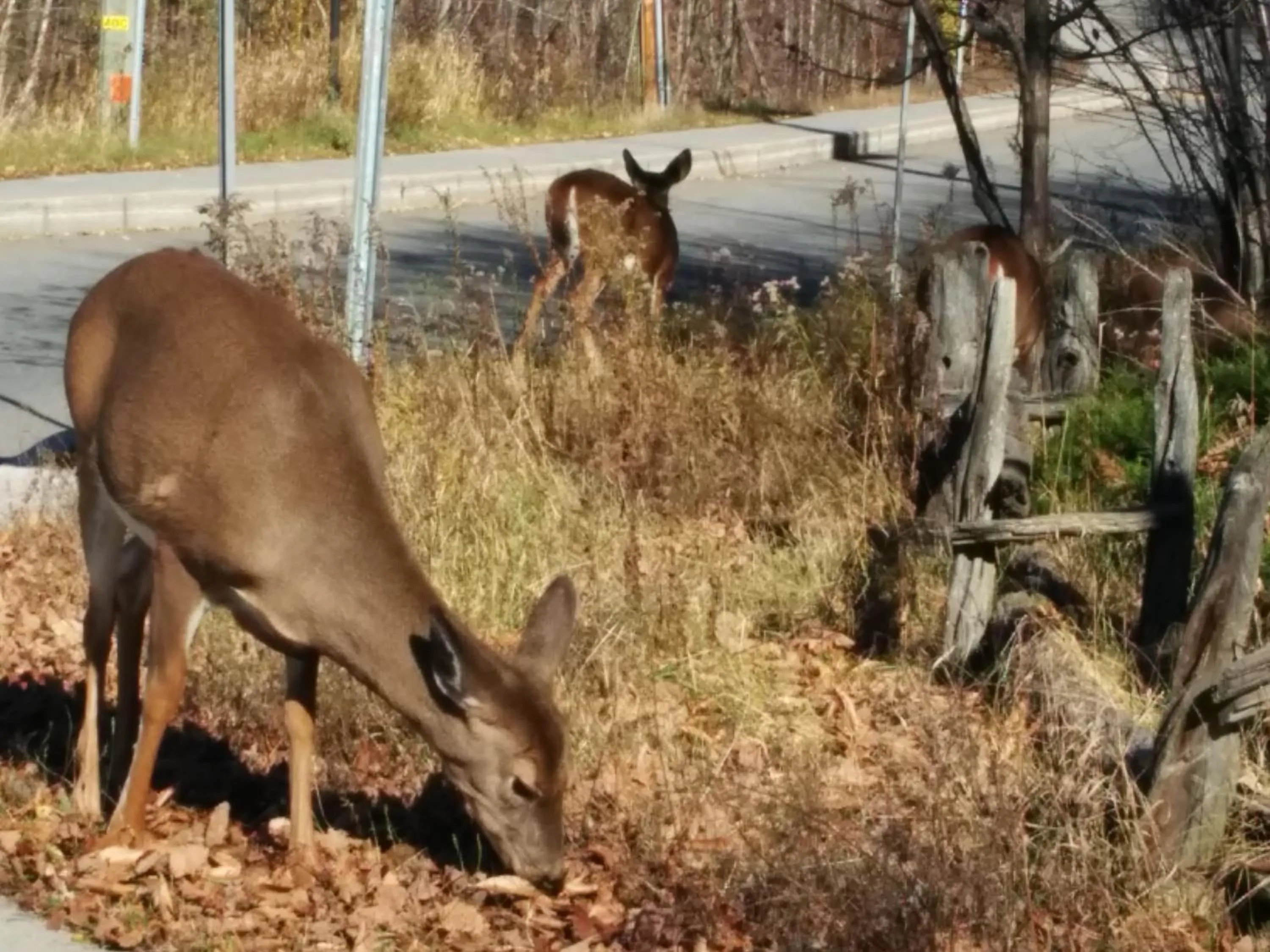 Animals in Luxurious Equinoxe Ski-in/Ski-out