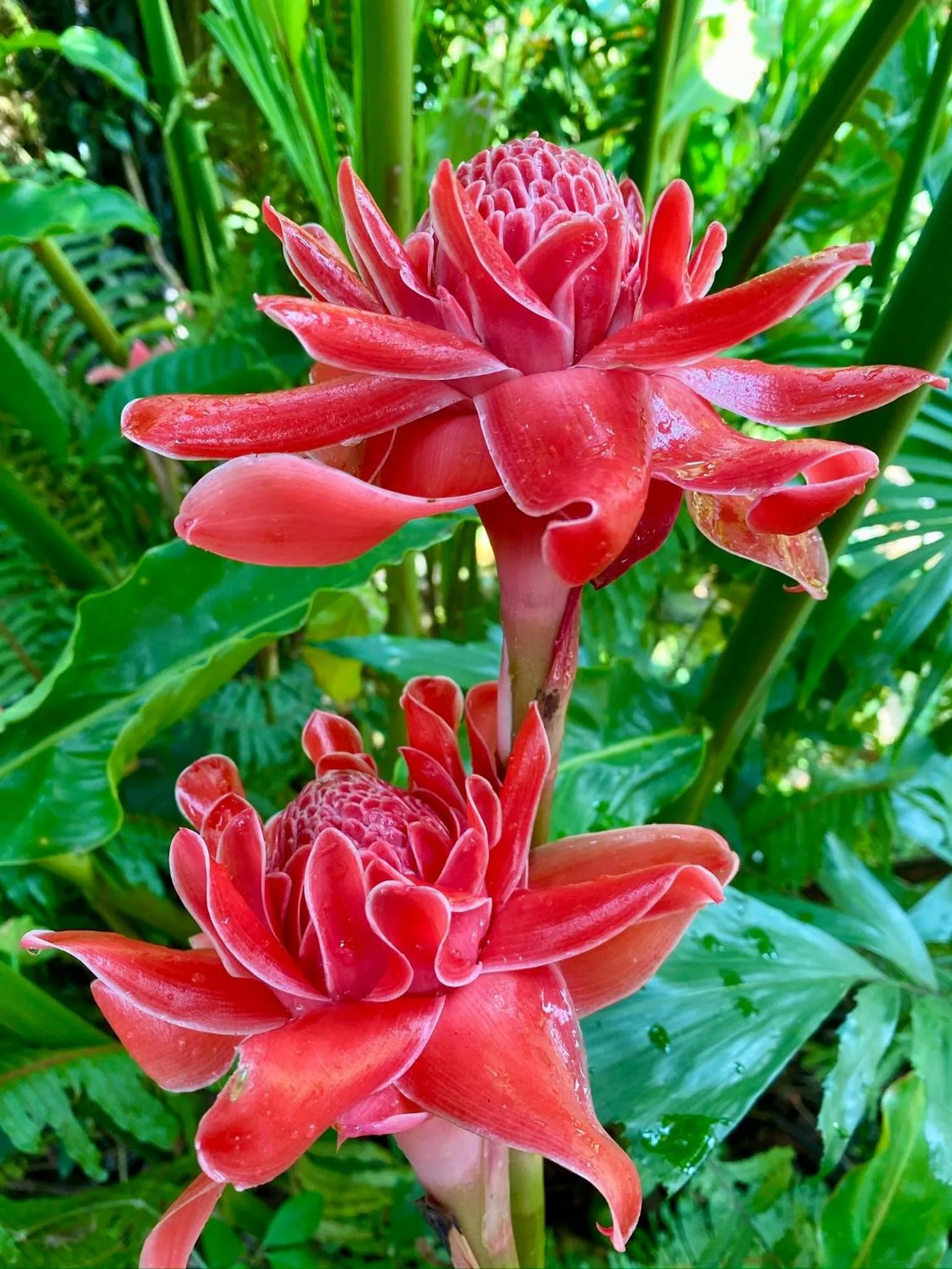 Garden in Harry's Bungalows