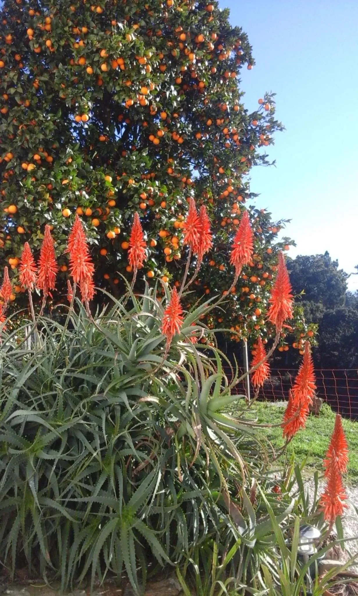 Garden in Quinta Quatro Ventos