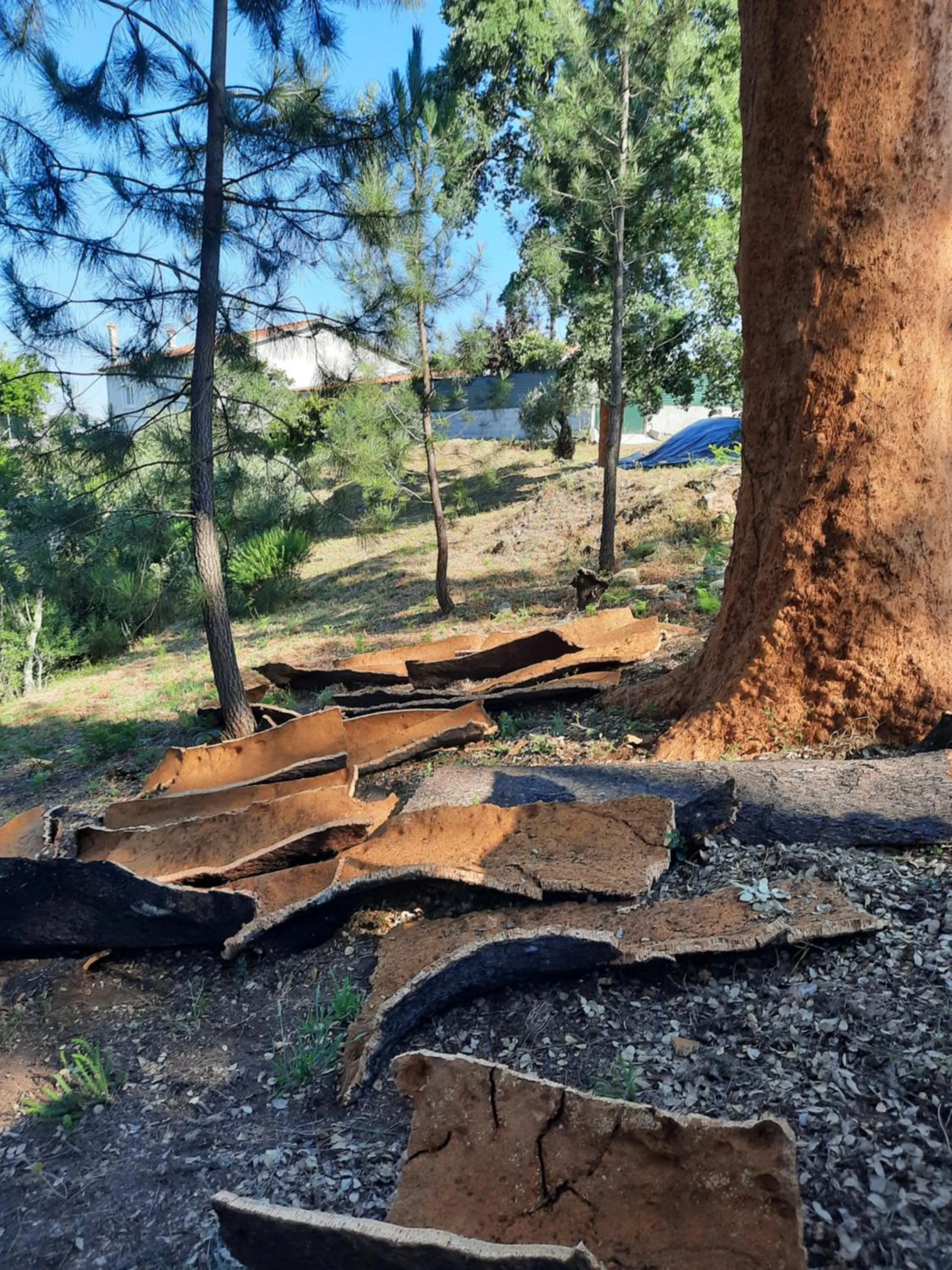 Natural landscape in Quinta Quatro Ventos