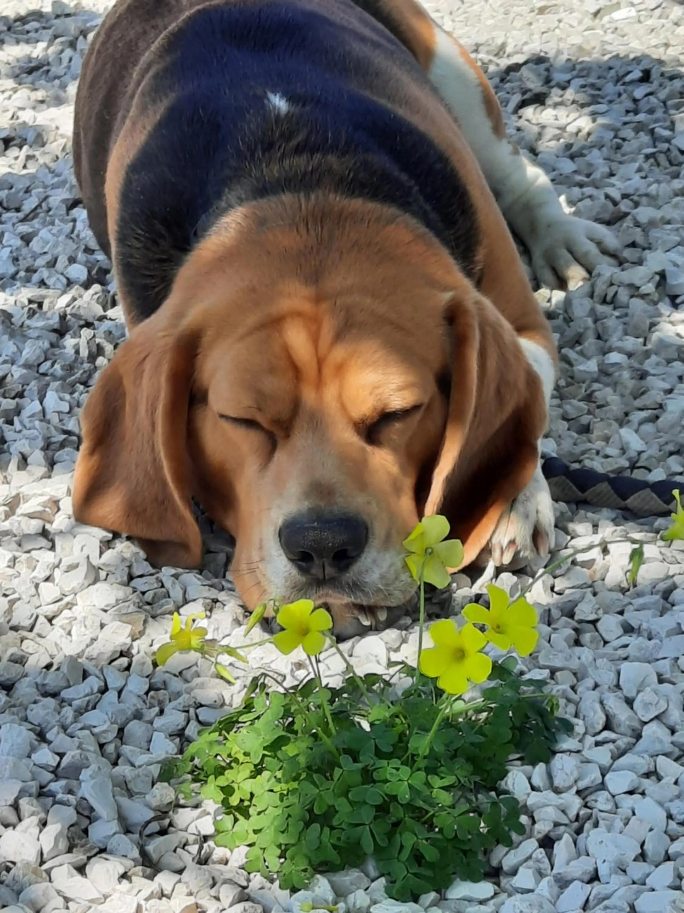 Animals in Quinta Quatro Ventos