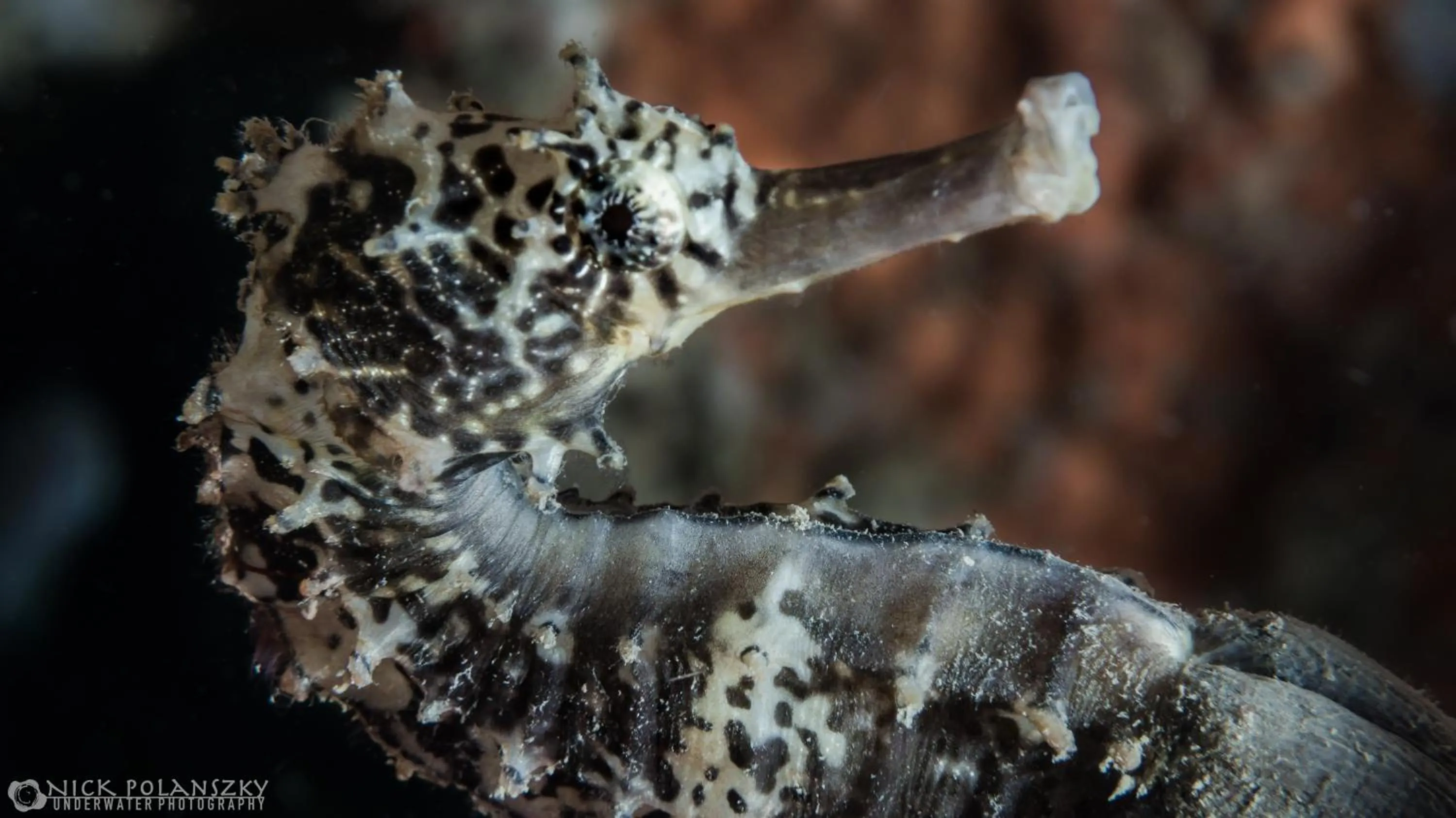 Diving in Forra Dive Resort Sunrise