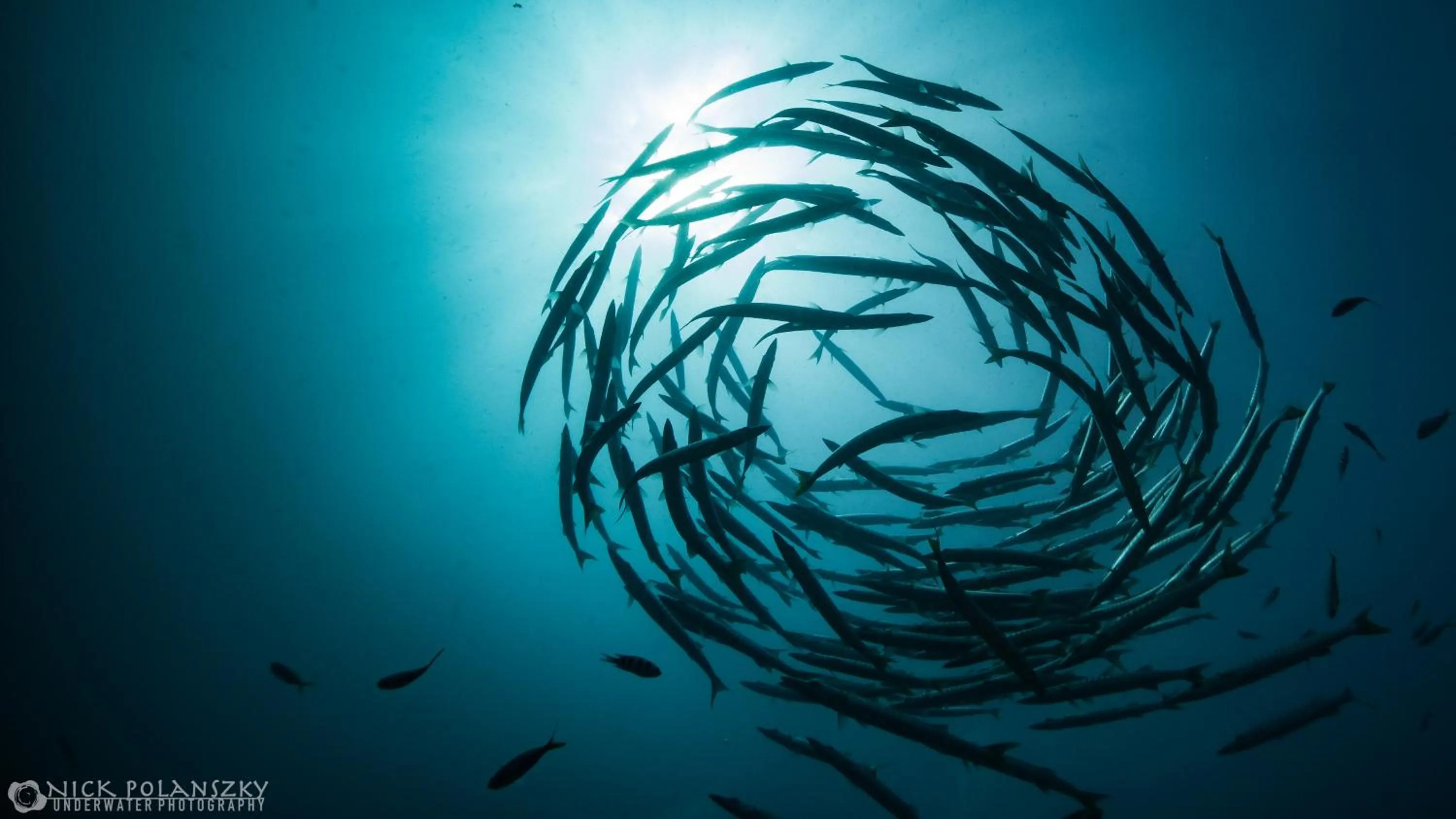 Diving in Forra Dive Resort Sunrise