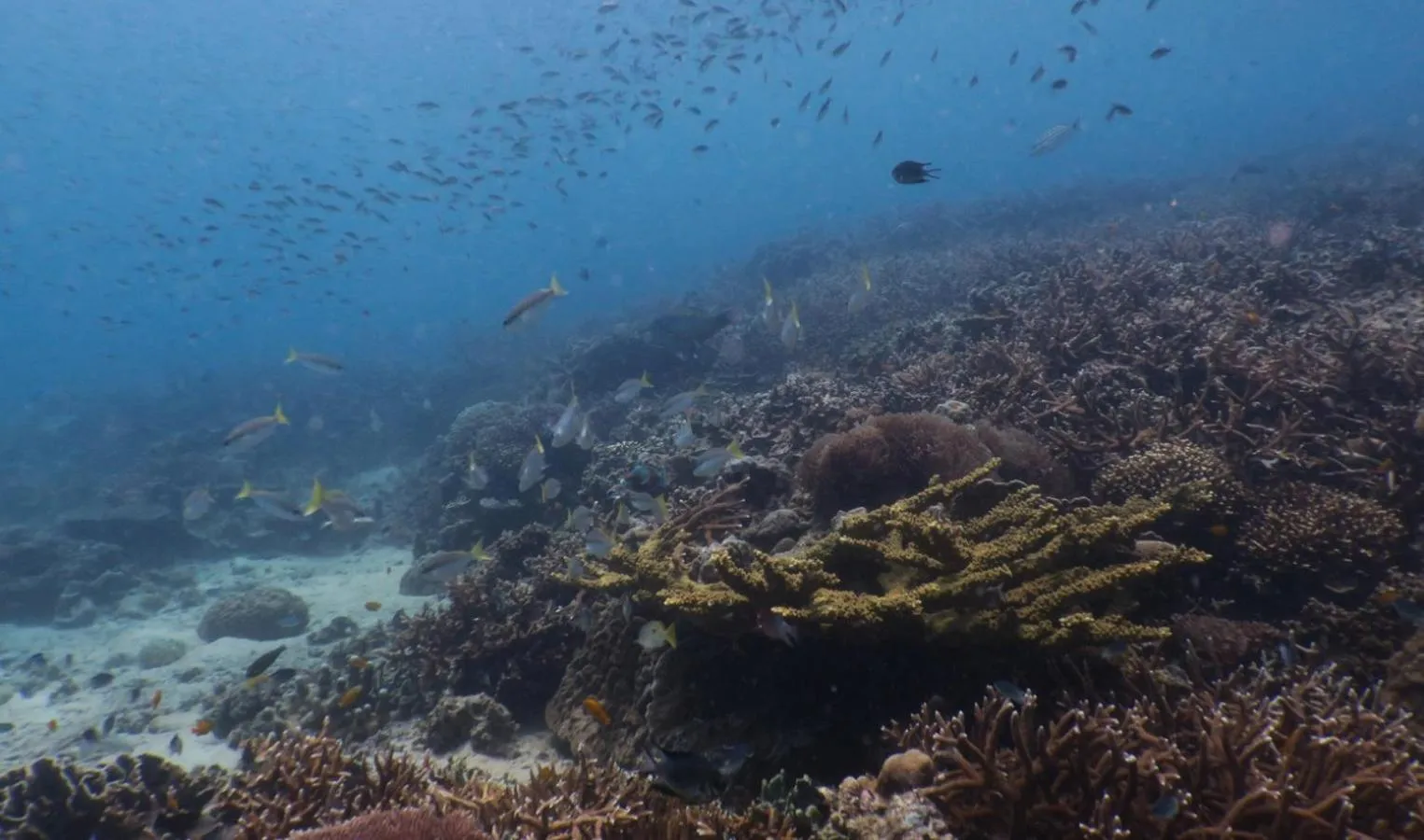 Aman Tioman Beach Resort
