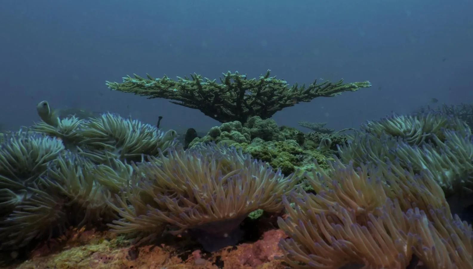 Aman Tioman Beach Resort