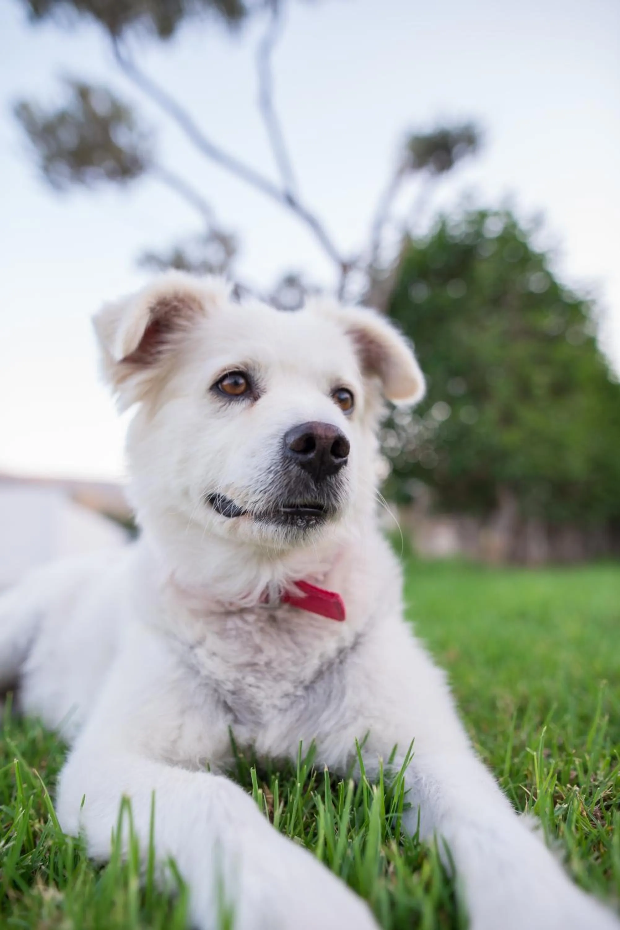 Pets in Gelli Apartments