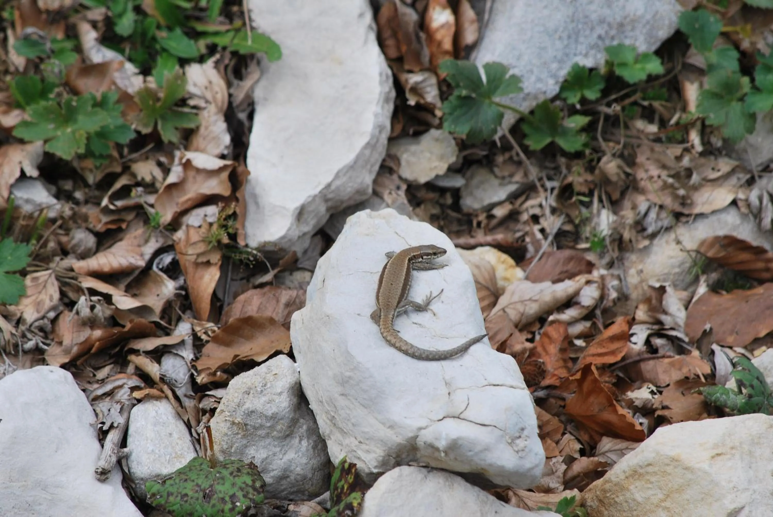 Hiking in Le Sareymond