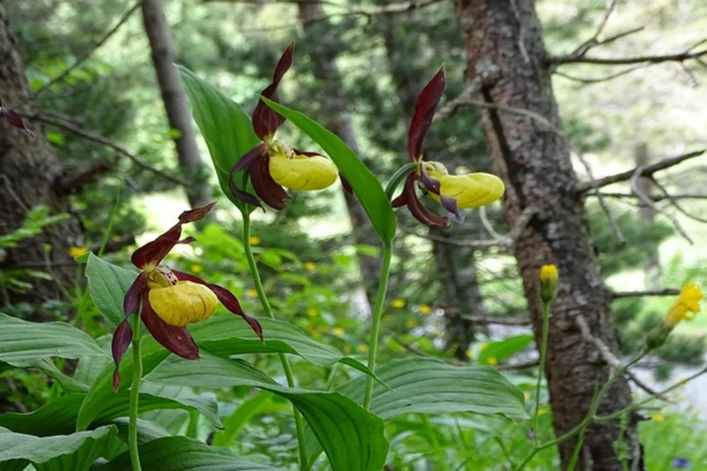 Natural landscape in Le Sareymond