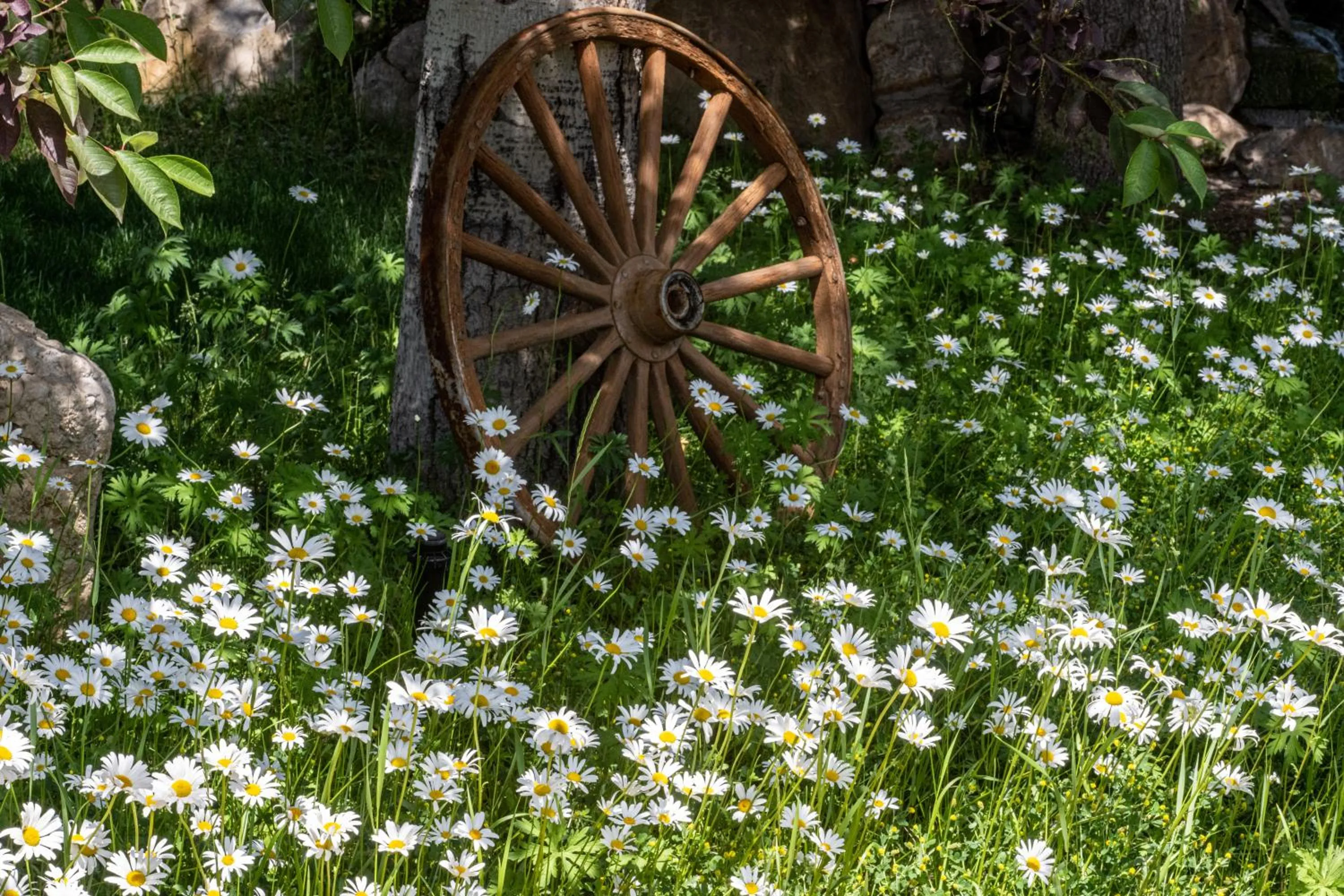 Garden view in Flying Saddle Resort and Steak House