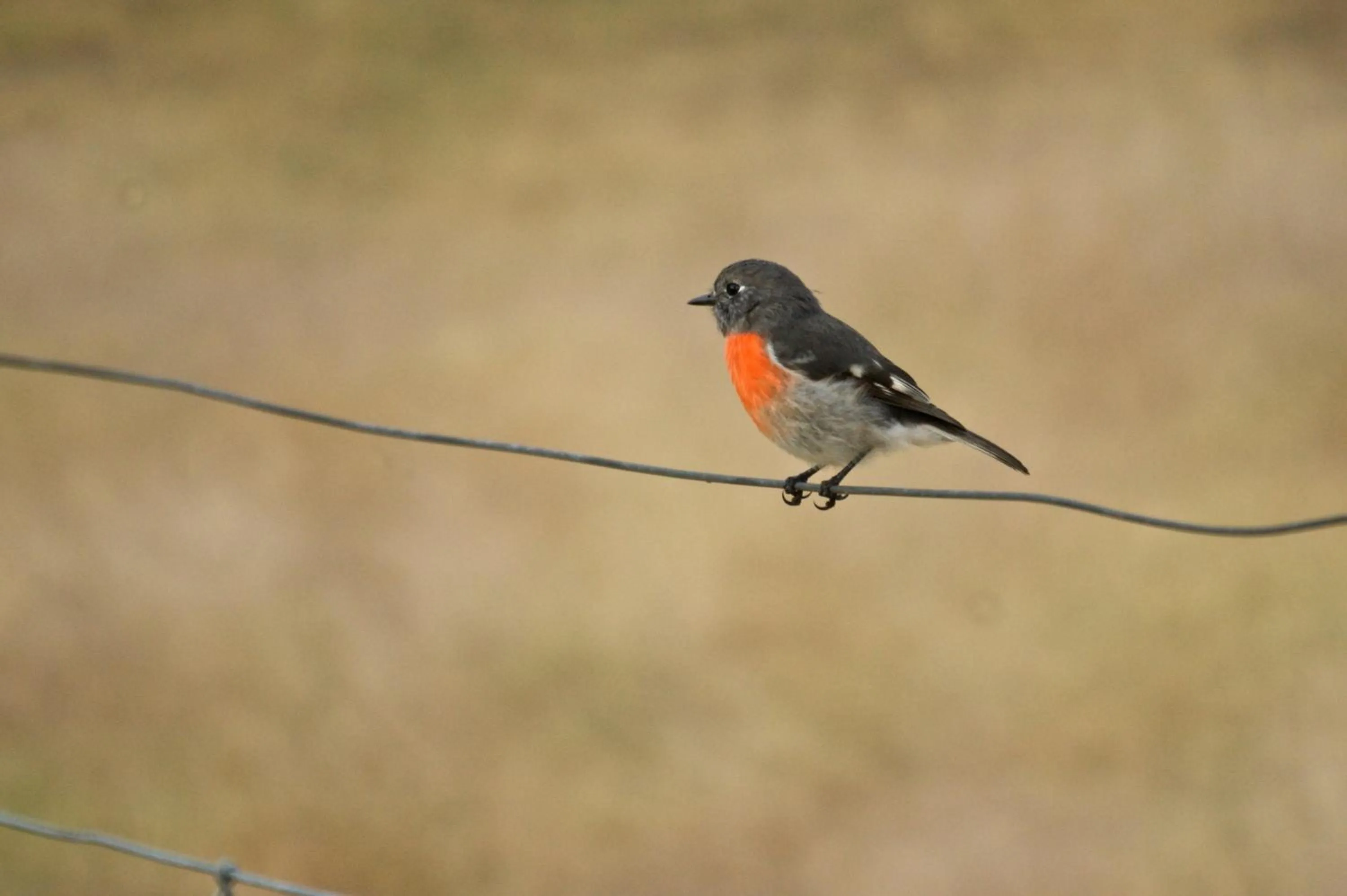 Garden in Riverglen Chalets