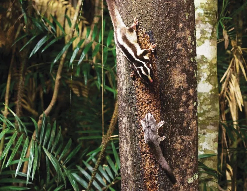 Day in Chambers Wildlife Rainforest Lodges