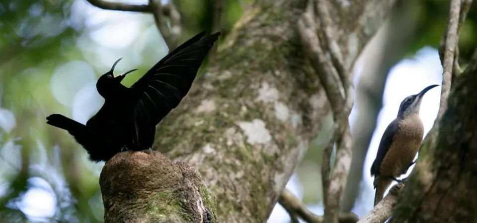 Day in Chambers Wildlife Rainforest Lodges