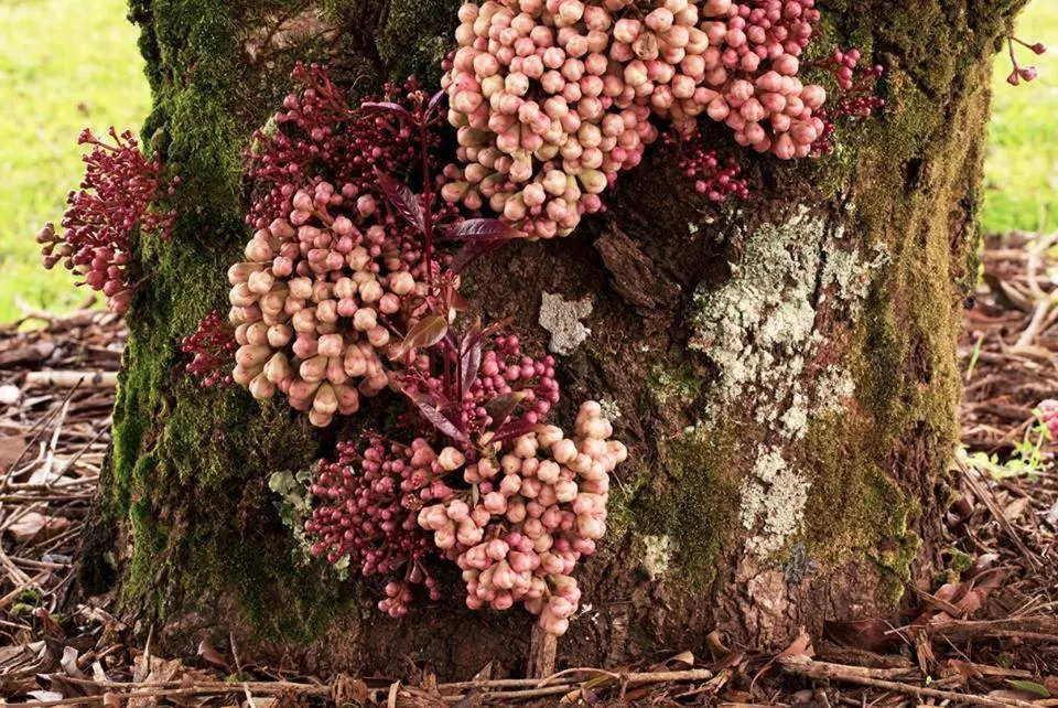 Natural landscape in Chambers Wildlife Rainforest Lodges