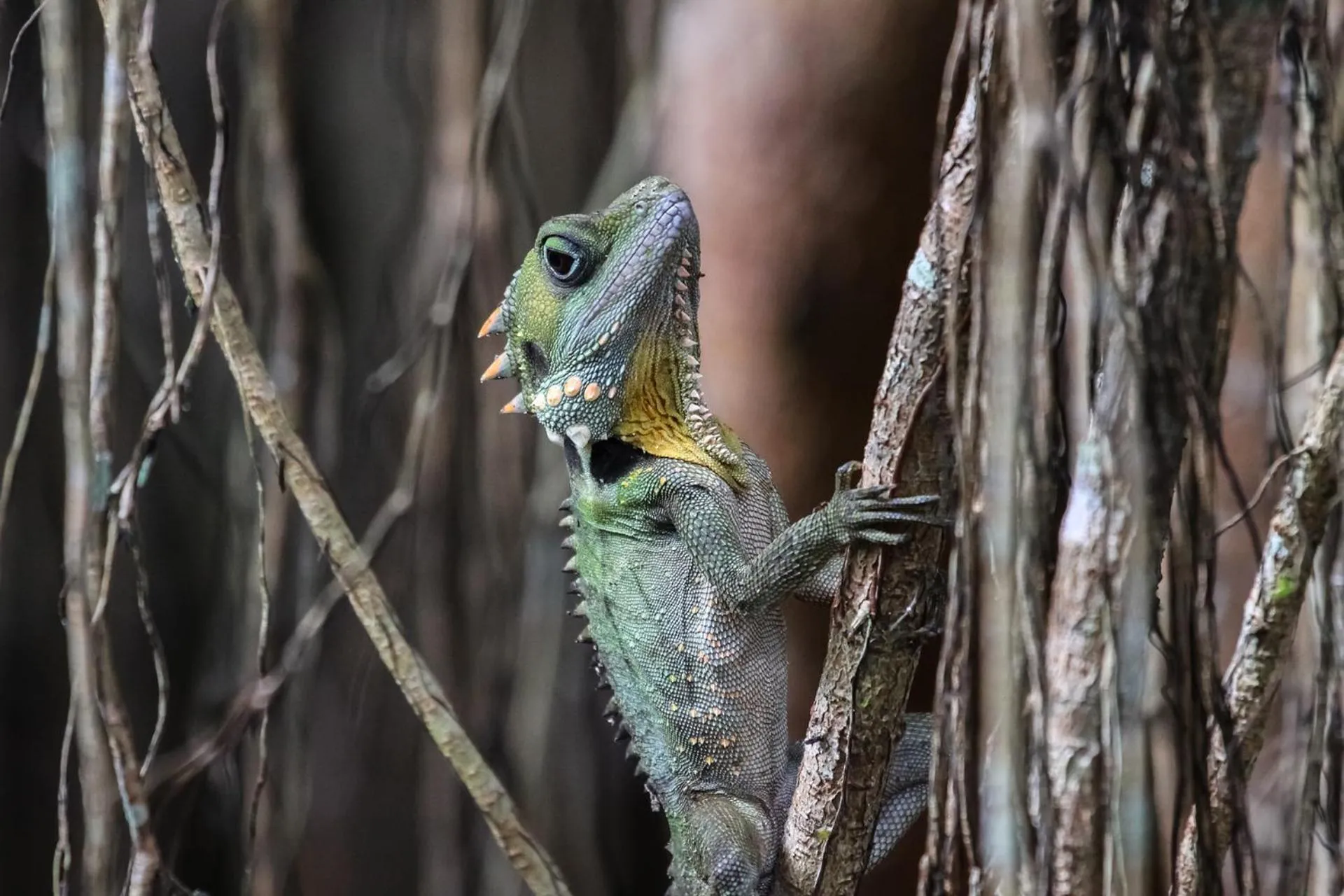 Animals in Chambers Wildlife Rainforest Lodges