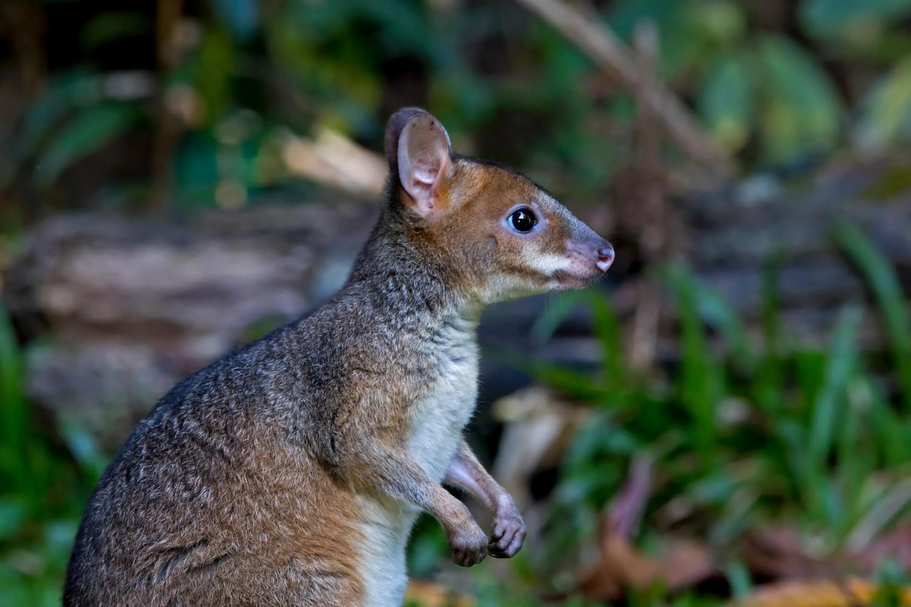 Animals in Chambers Wildlife Rainforest Lodges